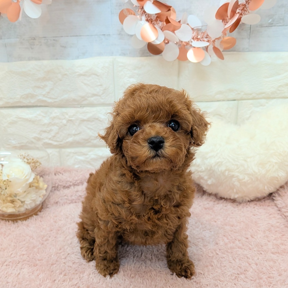 静岡県のトイプードル(トイ) (犬の家＆猫の里プレ葉ウォーク浜北店/2026年7月3日生まれ/女の子/レッド)の子犬の1枚目の画像