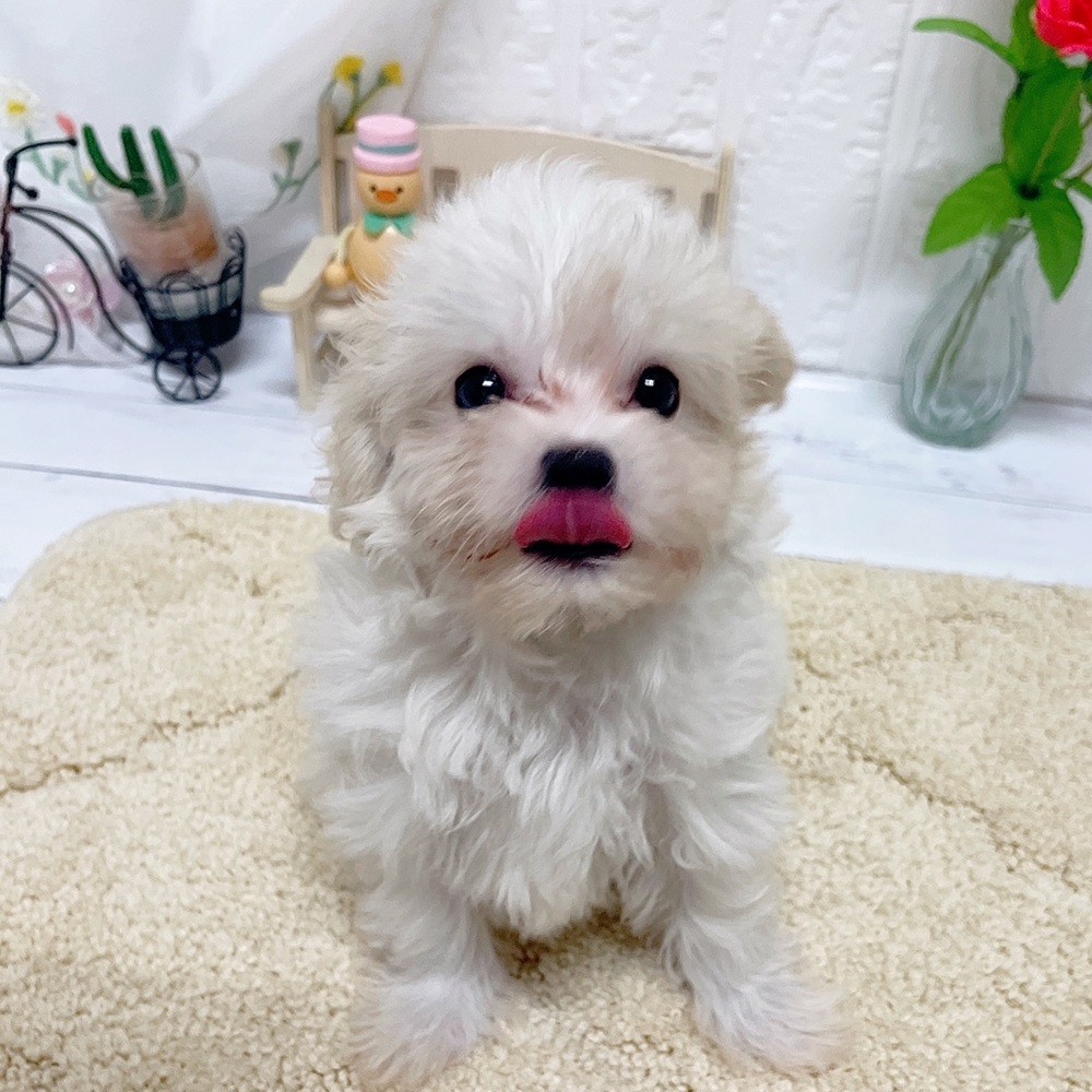 生体画像６