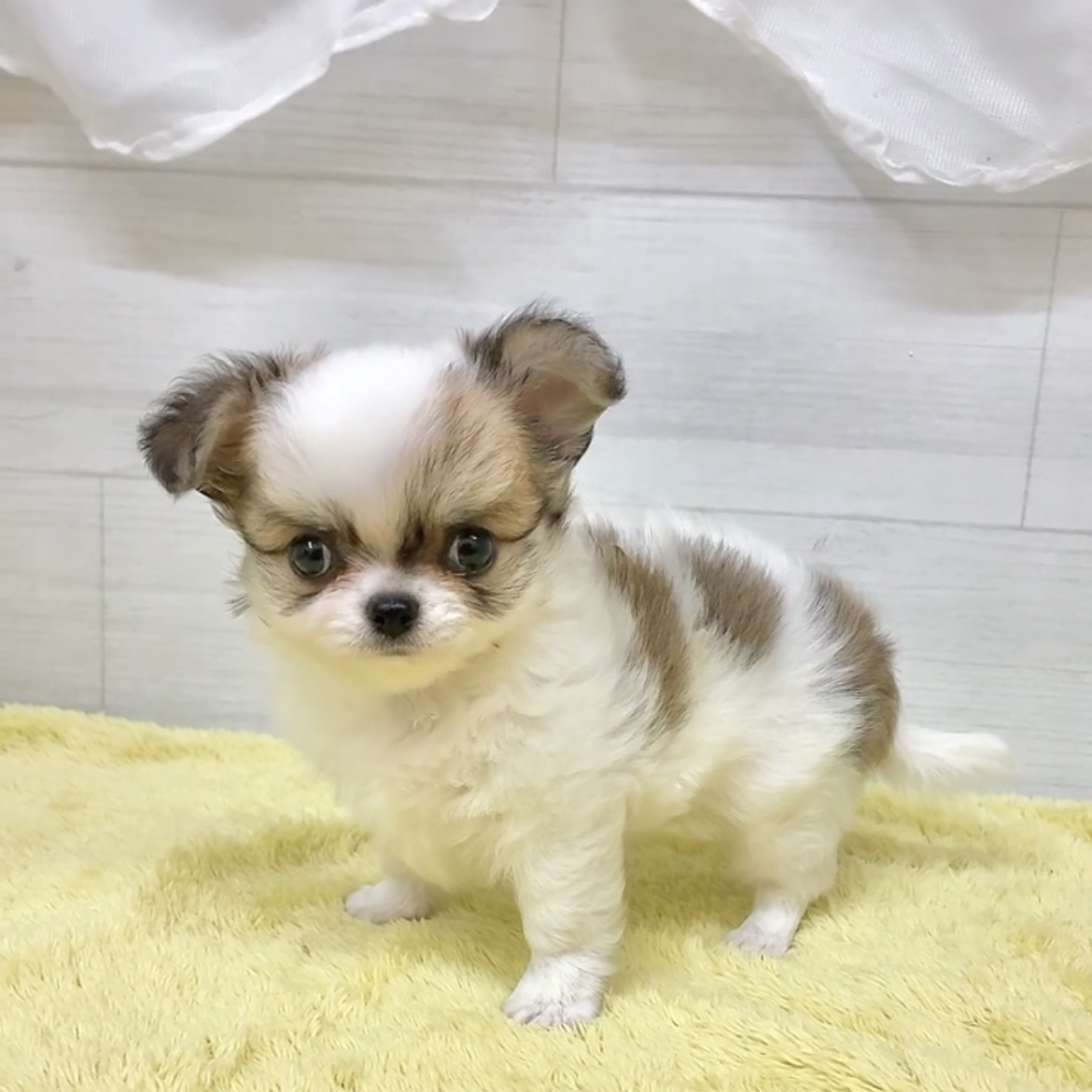 生体画像６