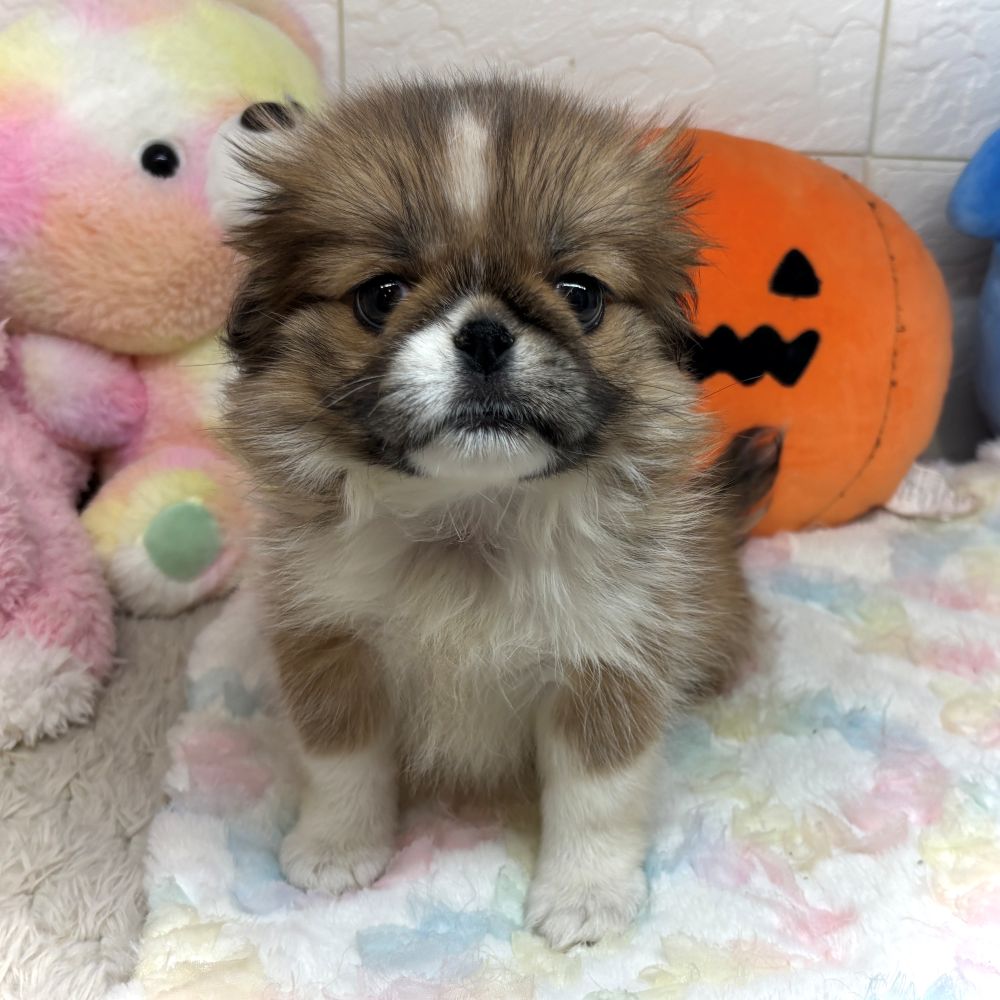 ハーフ犬女の子の写真