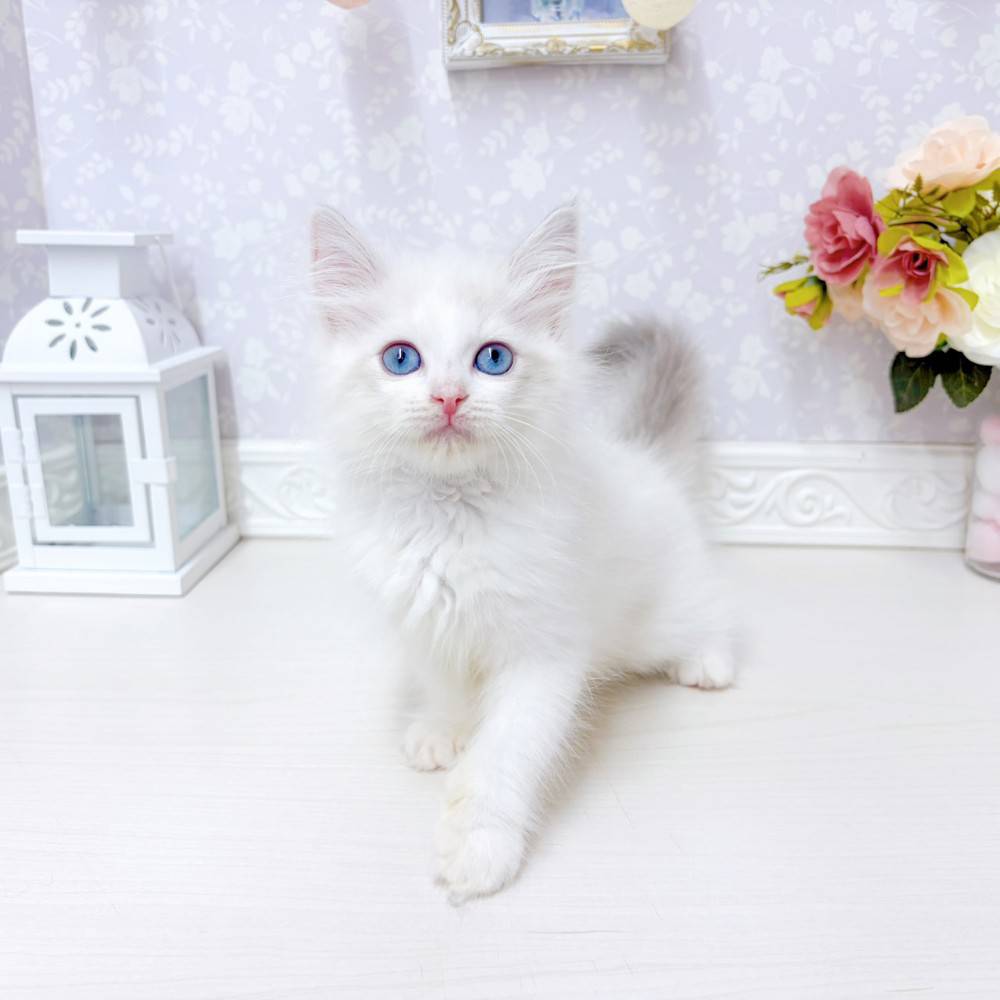 富山県のラグドール (犬の家＆猫の里アミーゴ山室店/2026年7月4日生まれ/女の子/ブルーポイントバイカラー)の子猫の1枚目の画像