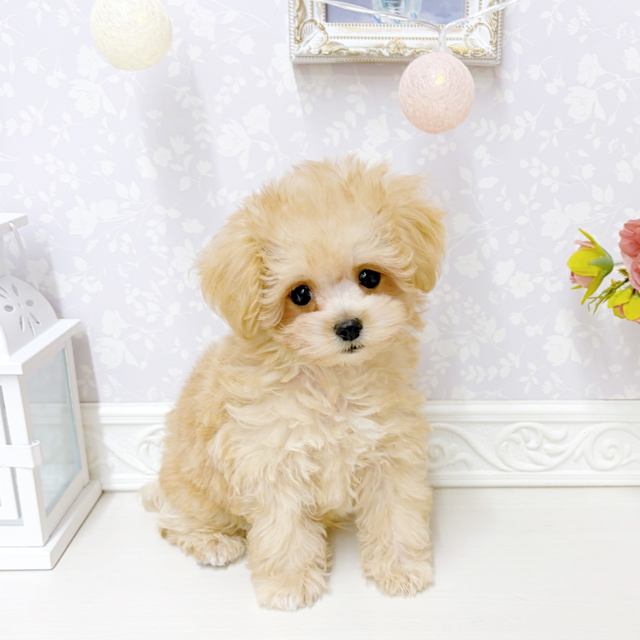 富山県のマルプー(マルチーズ×プードル) (犬の家＆猫の里アミーゴ山室店/2026年7月6日生まれ/男の子/アプリコット)の子犬の1枚目の画像