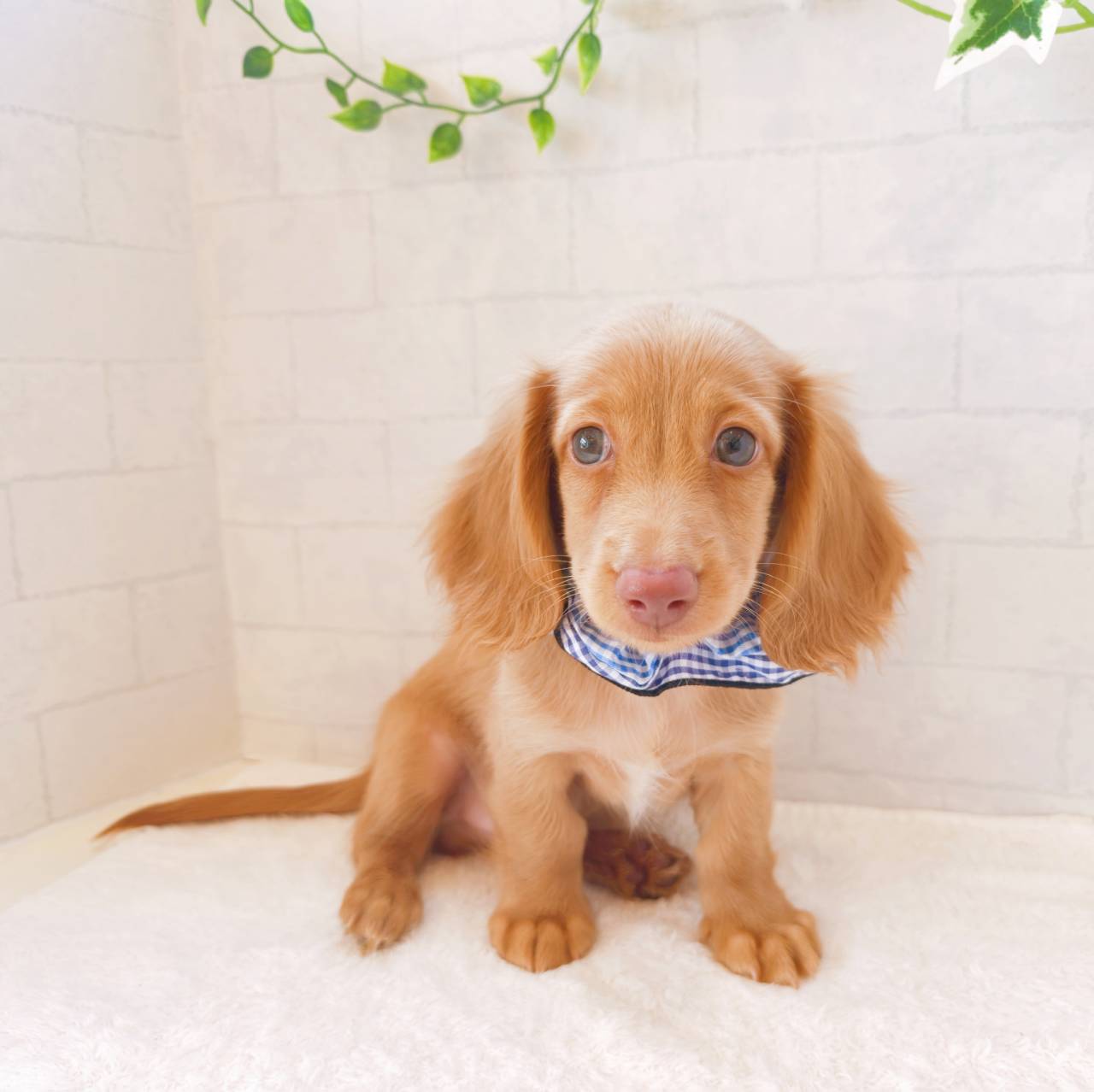 レッド(赤系)のミニチュアダックスの子犬一覧 | ペットショップ 犬の家