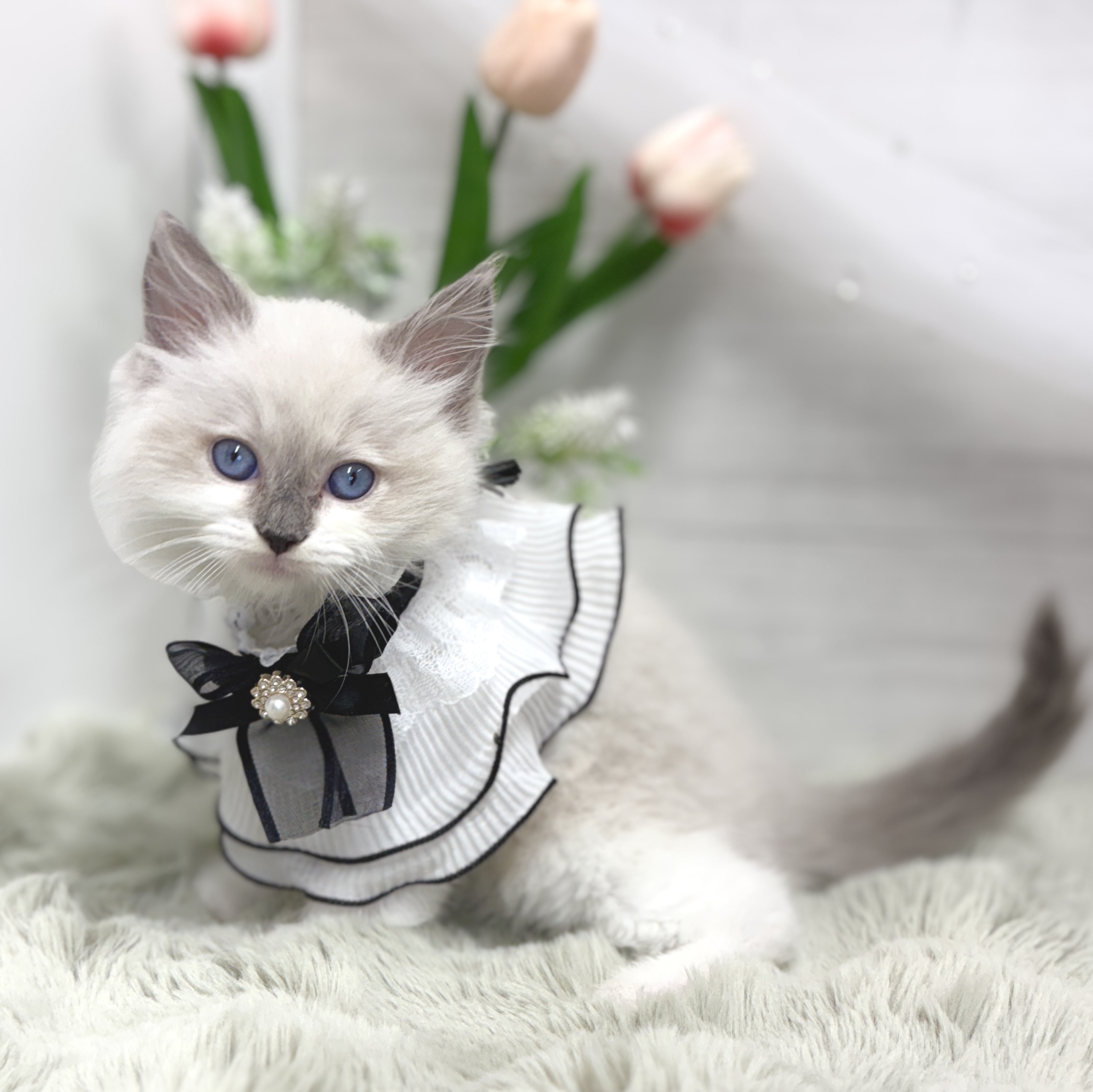 生体画像6