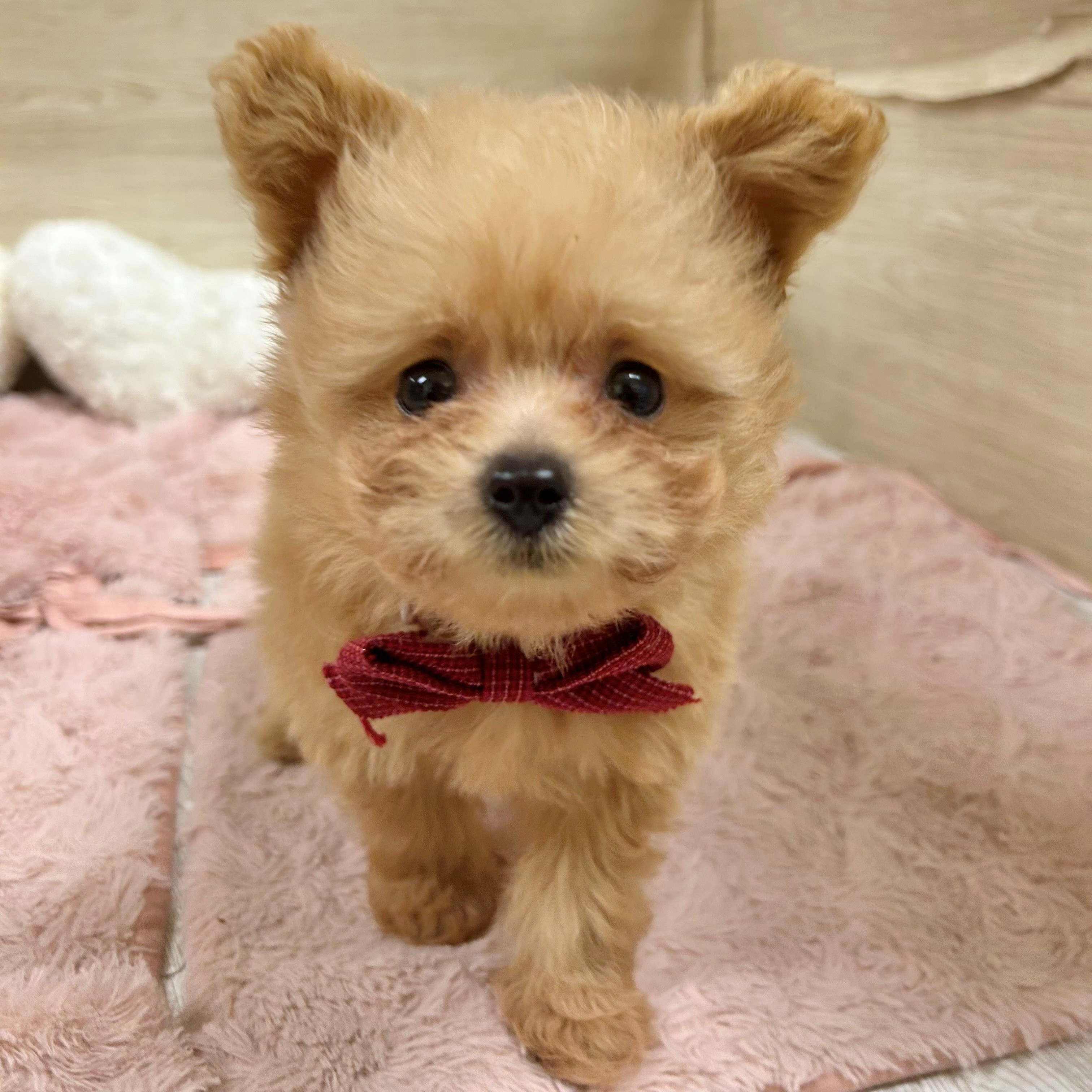 ブリーダーのもとにいるハーフ犬 アプリコット 女の子のご紹介(3256