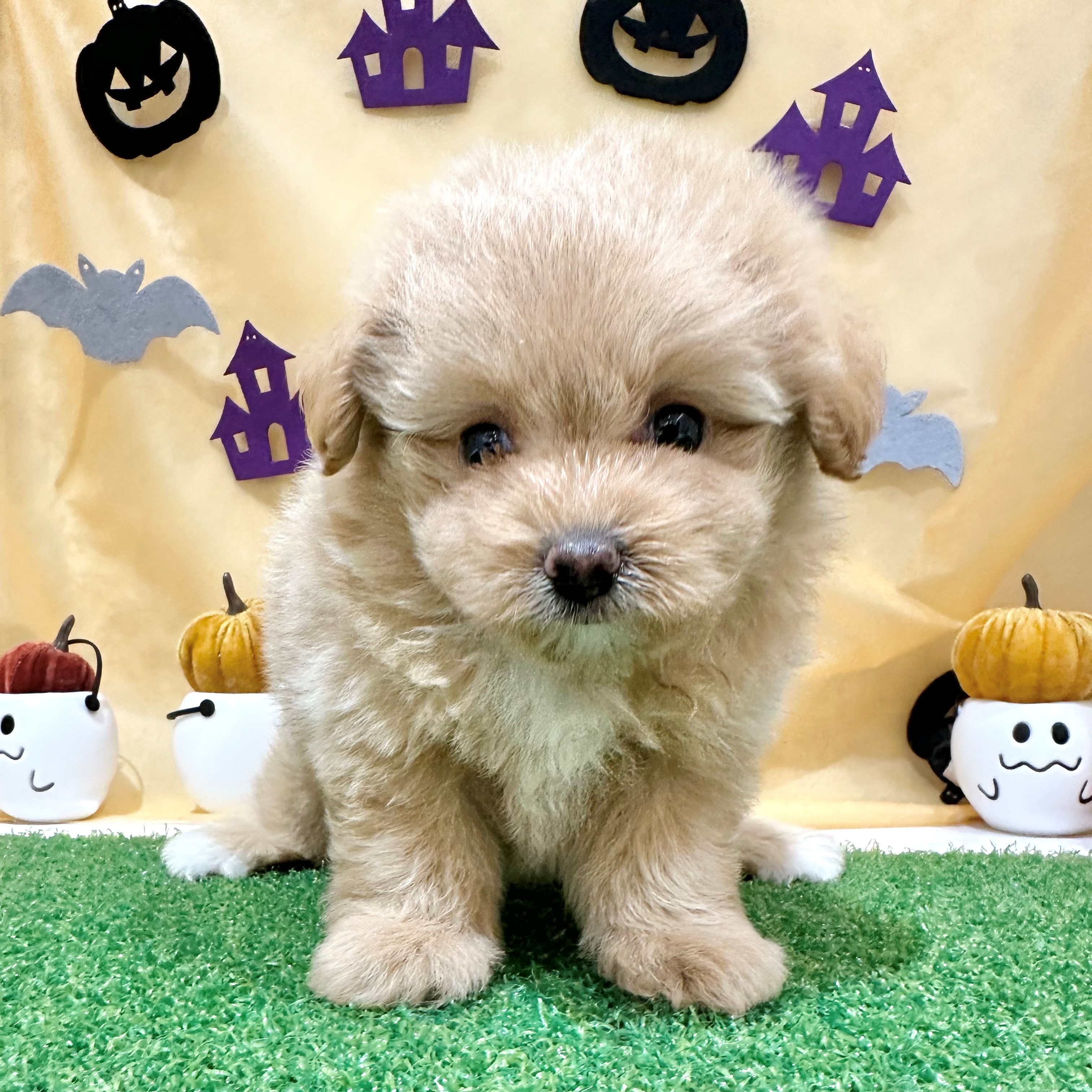 福岡県のポメプー(ポメラニアン×プードル) (犬の家＆猫の里くりえいと宗像店/2026年7月21日生まれ/女の子/アプリコット)の子犬の1枚目の画像