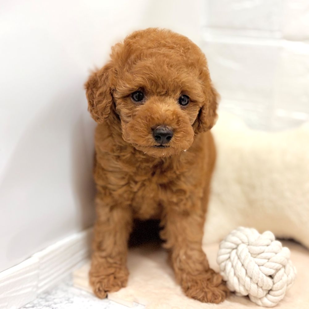 愛知県のトイプードル(トイ) (犬の家＆猫の里豊田店/2026年7月19日生まれ/女の子/レッド)の子犬の1枚目の画像