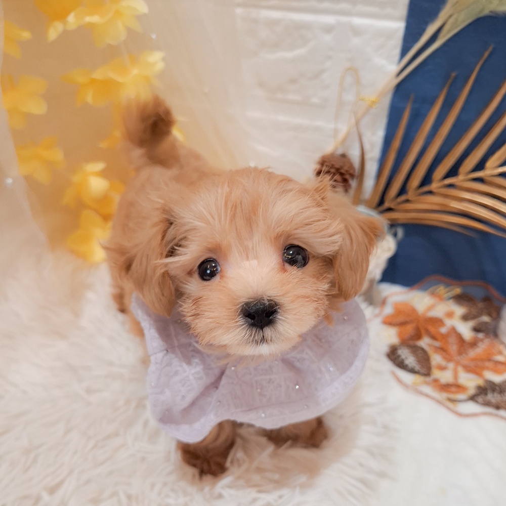 ハーフ犬男の子の写真