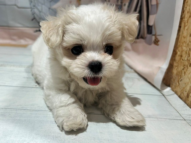 生体画像６