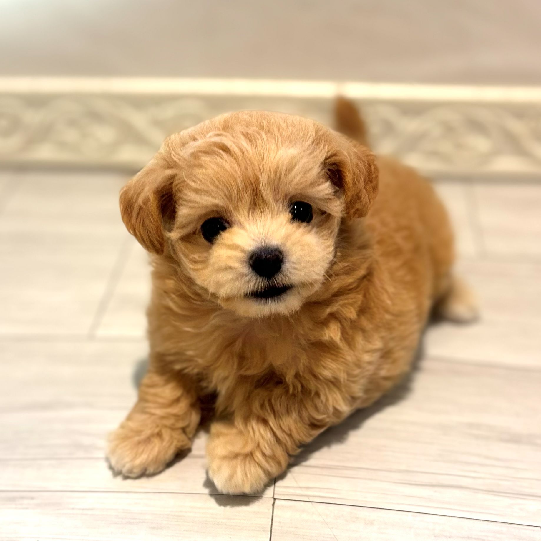 ハーフ犬女の子の写真