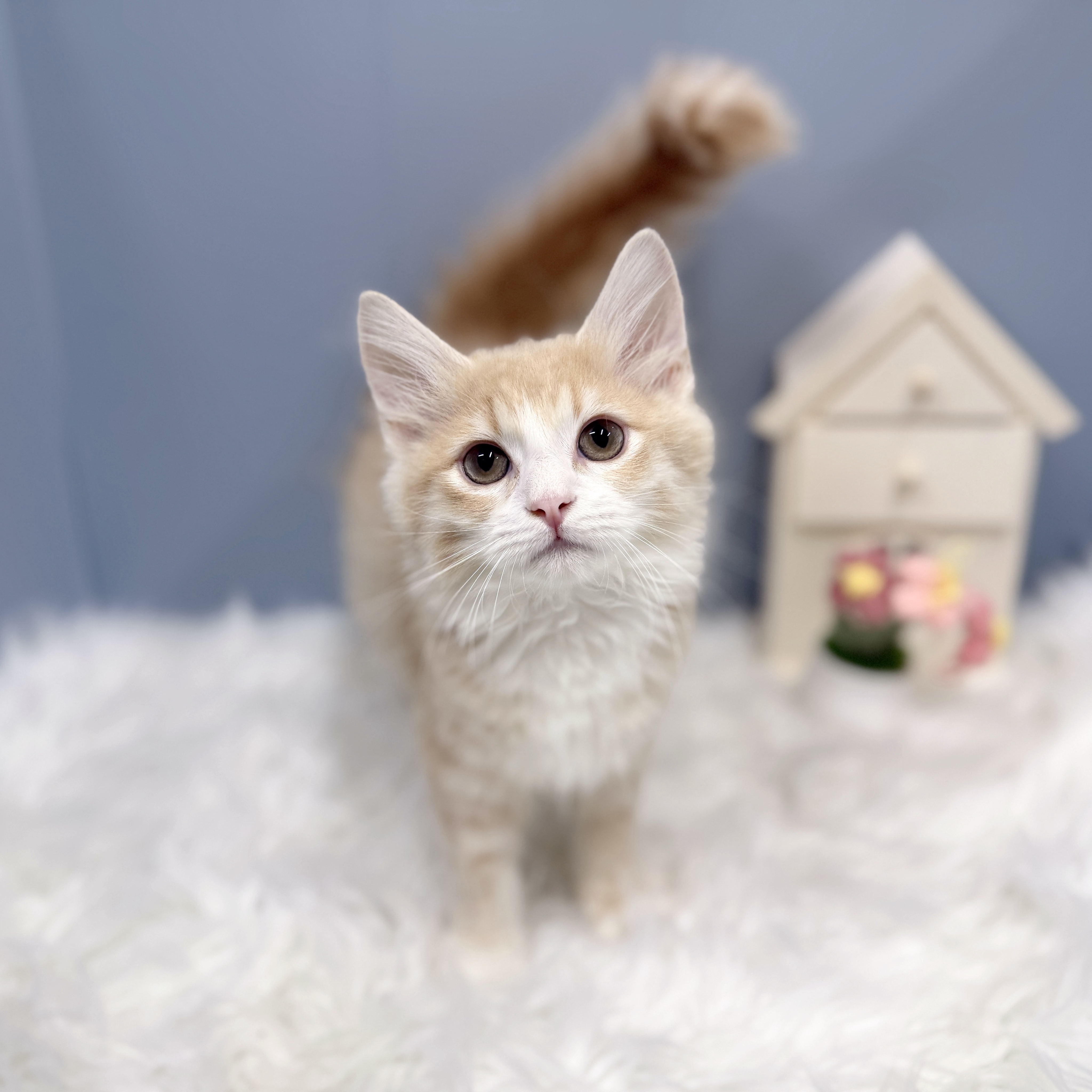 愛知県のサイベリアン (犬の家＆猫の里岡崎店/2026年7月22日生まれ/男の子/クリームタビーホワイト)の子猫の1枚目の画像