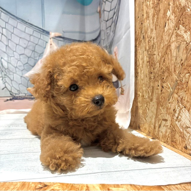 福岡県のトイプードル(タイニー) (犬の家＆猫の里トリアス久山店/2026年7月28日生まれ/男の子/アプリコット)の子犬の1枚目の画像