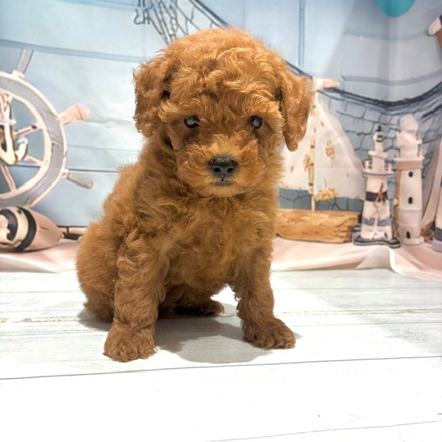 福岡県のトイプードル(ティーカップ) (犬の家＆猫の里トリアス久山店/2026年7月25日生まれ/男の子/レッド)の子犬の1枚目の画像