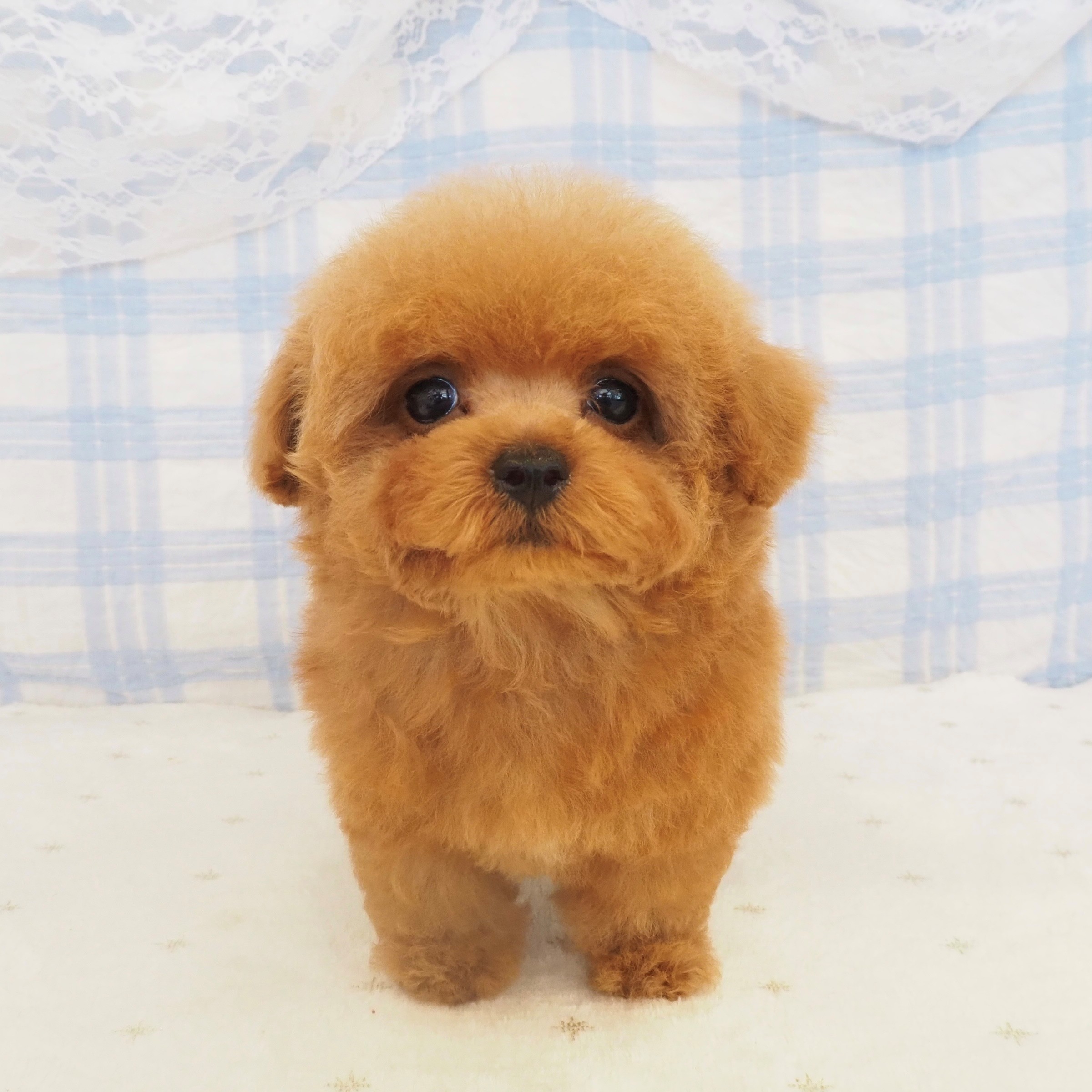 大阪府のトイプードル(ティーカップ) (犬の家＆猫の里もりのみやキューズモールBASE店/2026年7月31日生まれ/男の子/レッドフォーン)の子犬の1枚目の画像