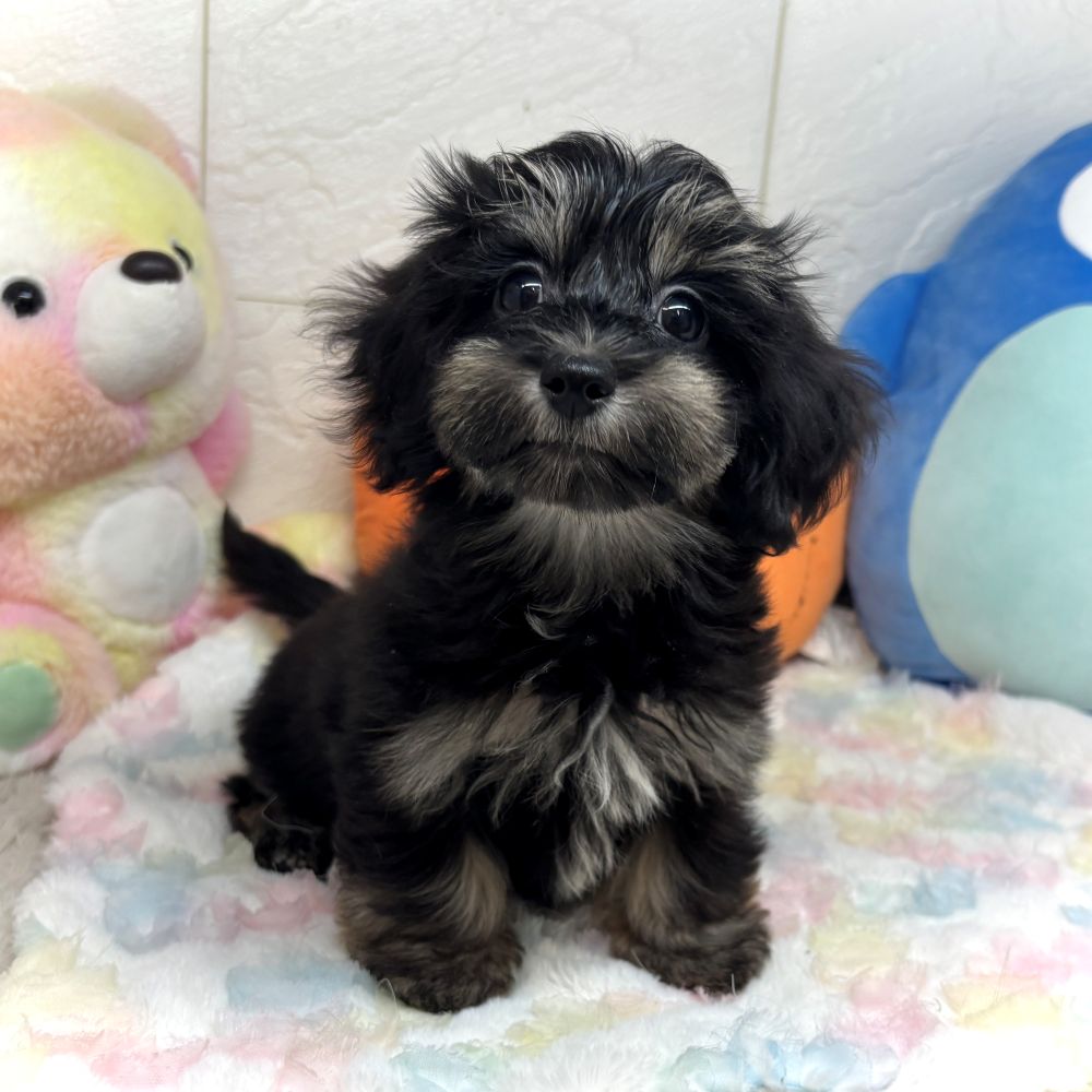 兵庫県のマルックス(マルチーズ×ダックス) (犬の家＆猫の里ゆめタウン姫路店/2026年7月28日生まれ/女の子/ブラッククリーム)の子犬の1枚目の画像