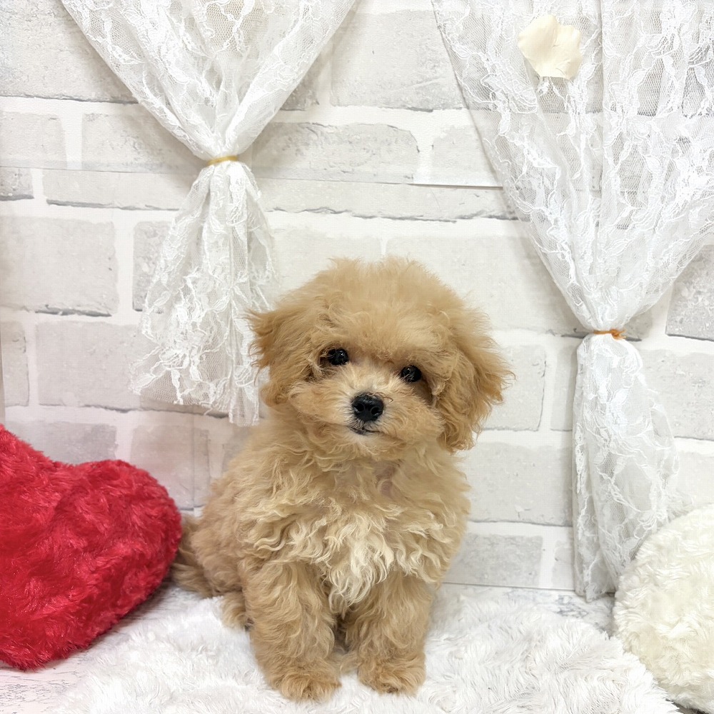 京都府のマルプー(マルチーズ×プードル) (犬の家＆猫の里京都精華店/2026年7月30日生まれ/男の子/アプリコット)の子犬の1枚目の画像