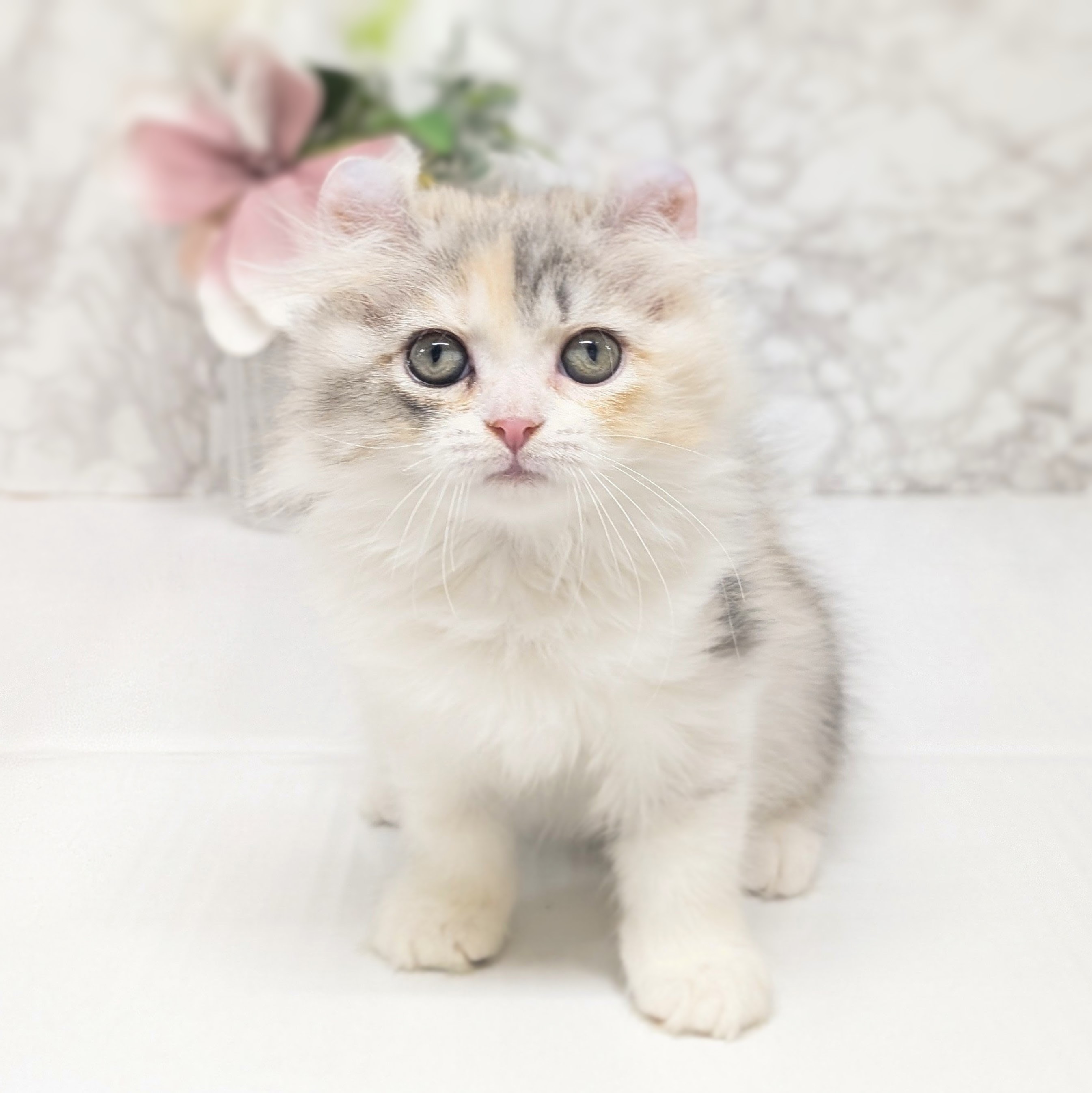 愛知県のアメリカンカール (犬の家＆猫の里安城店/2026年8月3日生まれ/女の子/キャリコ)の子猫の1枚目の画像