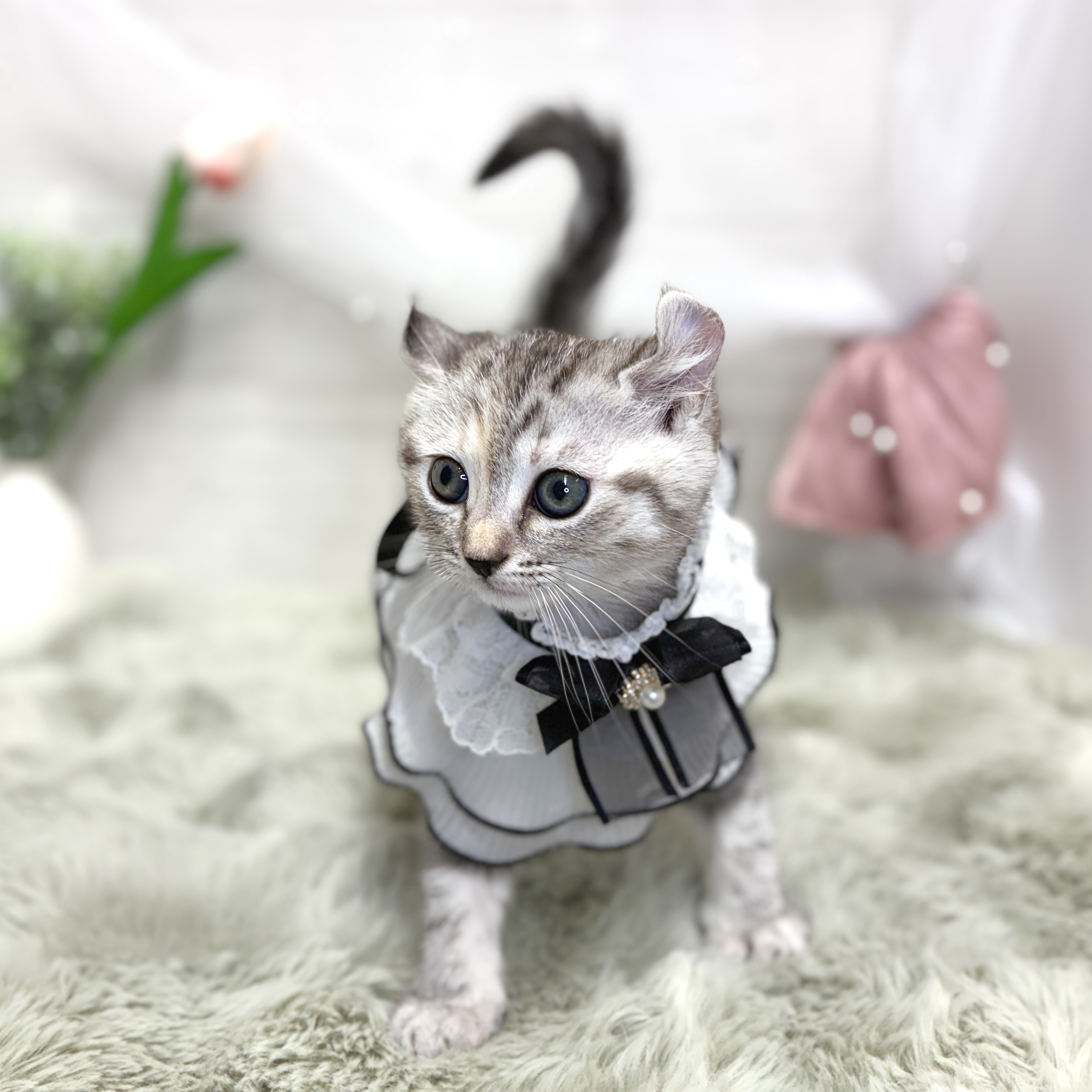 生体画像６