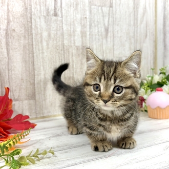 神奈川県のマンチカン (犬の家＆猫の里小田原店/2026年8月4日生まれ/男の子/ブラウンタビー)の子猫の1枚目の画像