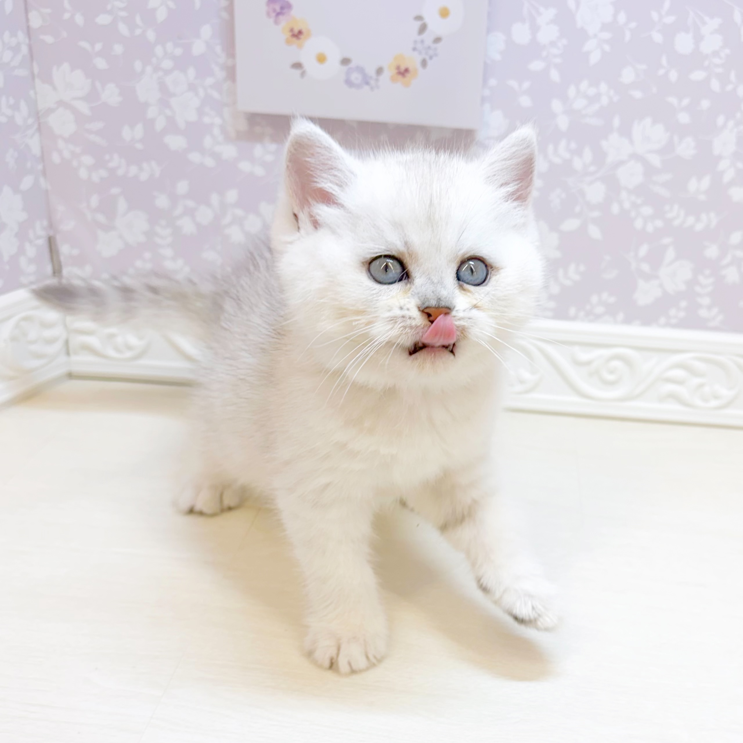 生体画像６