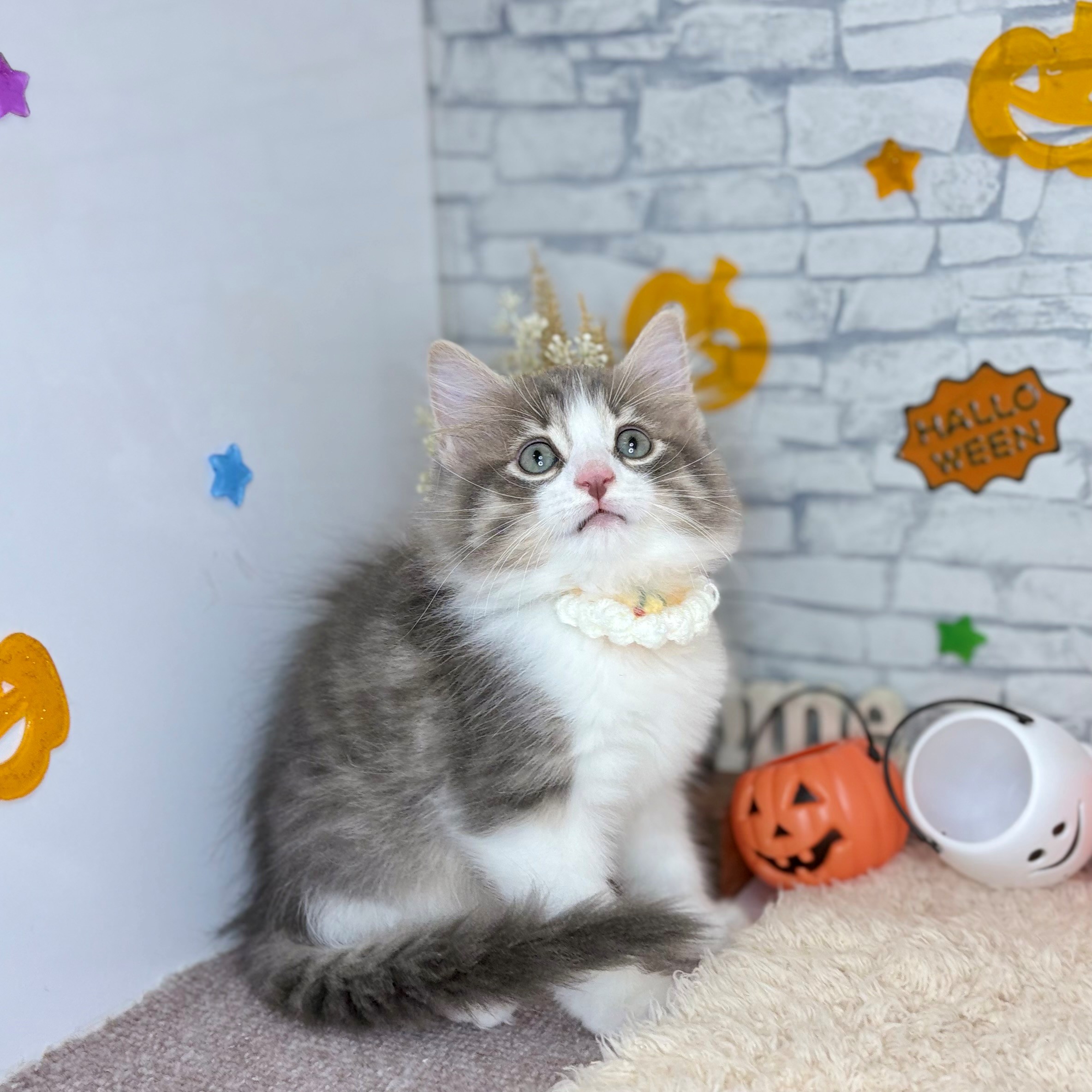 長野県のノルウェージャンフォレストキャット (犬の家＆猫の里長野店/2026年8月8日生まれ/男の子/ブルータビーホワイト)の子猫の1枚目の画像