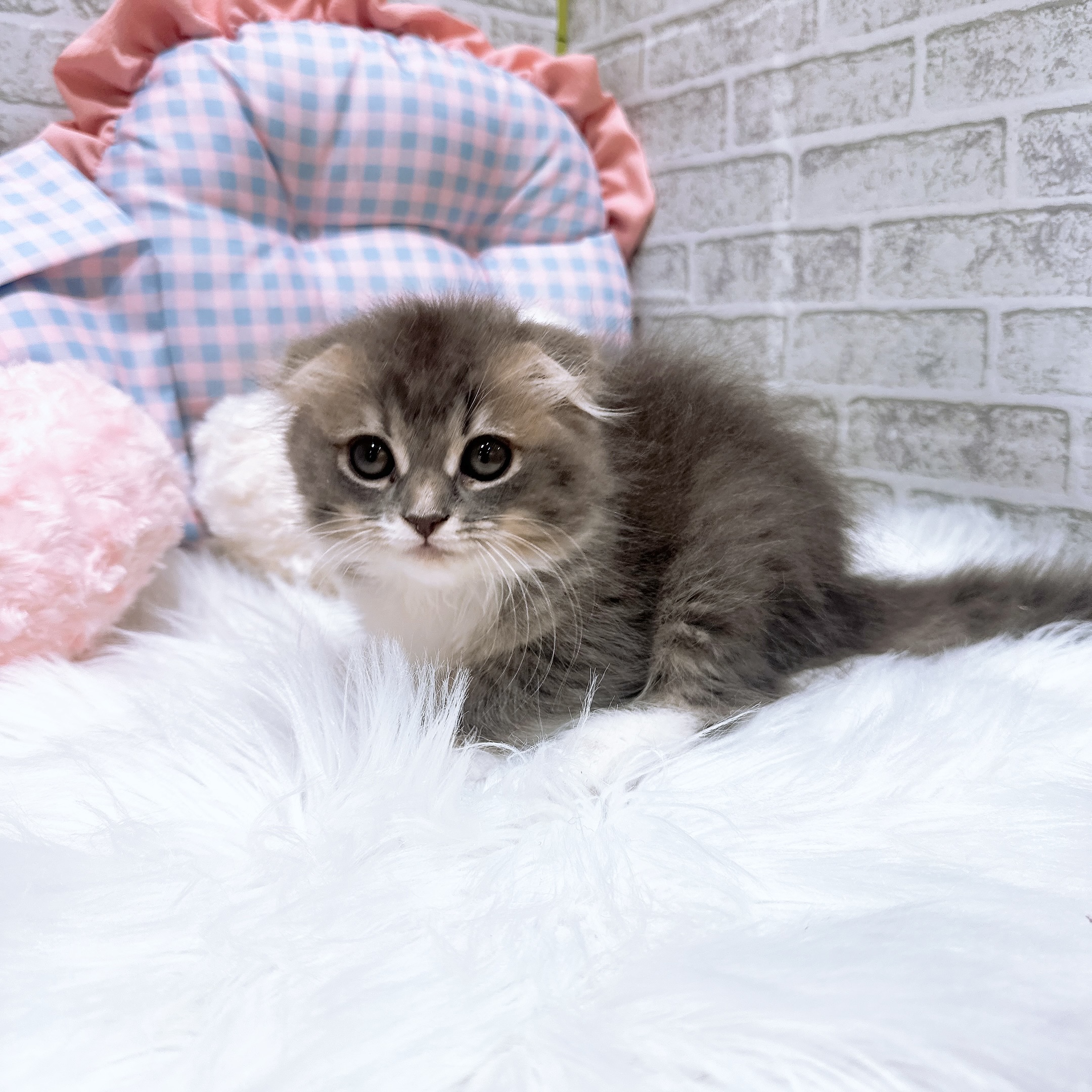 神奈川県のスコティッシュフォールド (犬の家＆猫の里元住吉ブレーメン通り店/2026年8月8日生まれ/女の子/ブルータビーホワイト)の子猫の1枚目の画像
