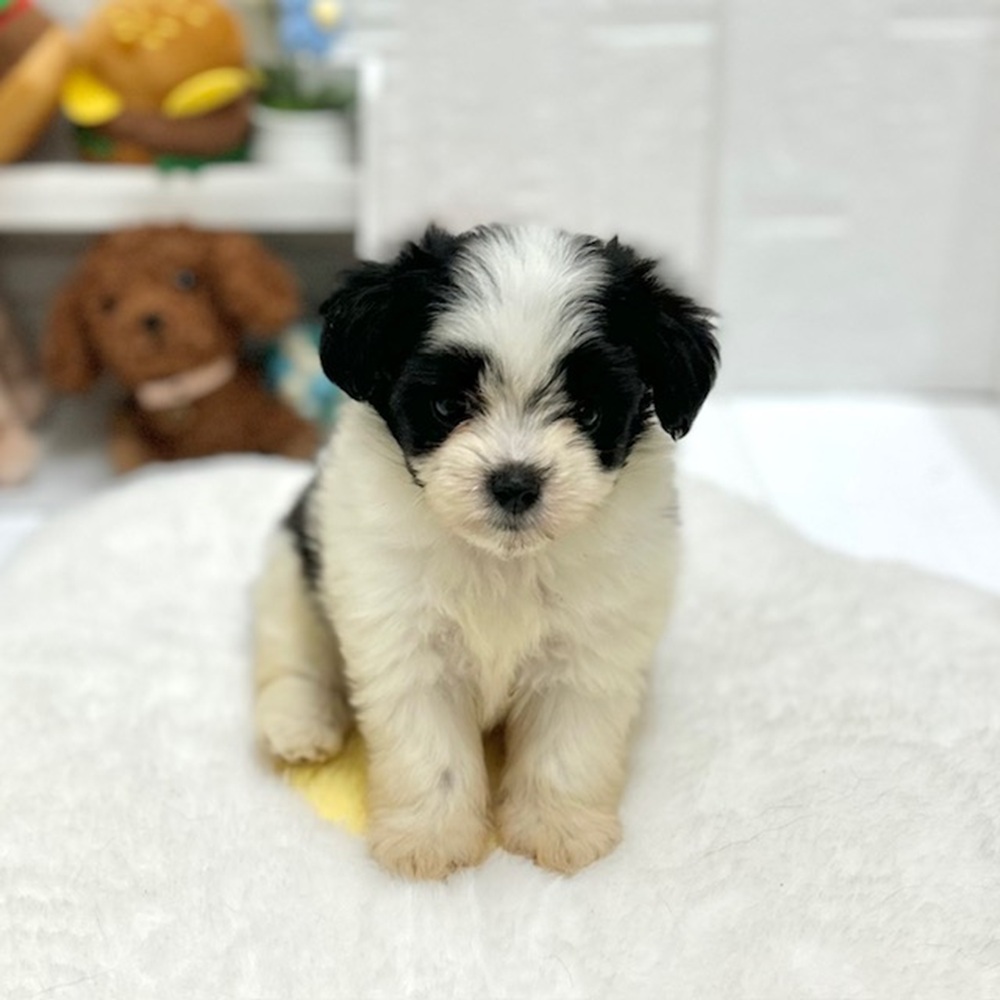 愛知県のハーフ犬・ミックス犬 (犬の家＆猫の里豊川インター店/2026年8月9日生まれ/男の子/ブラックホワイト)の子犬の1枚目の画像