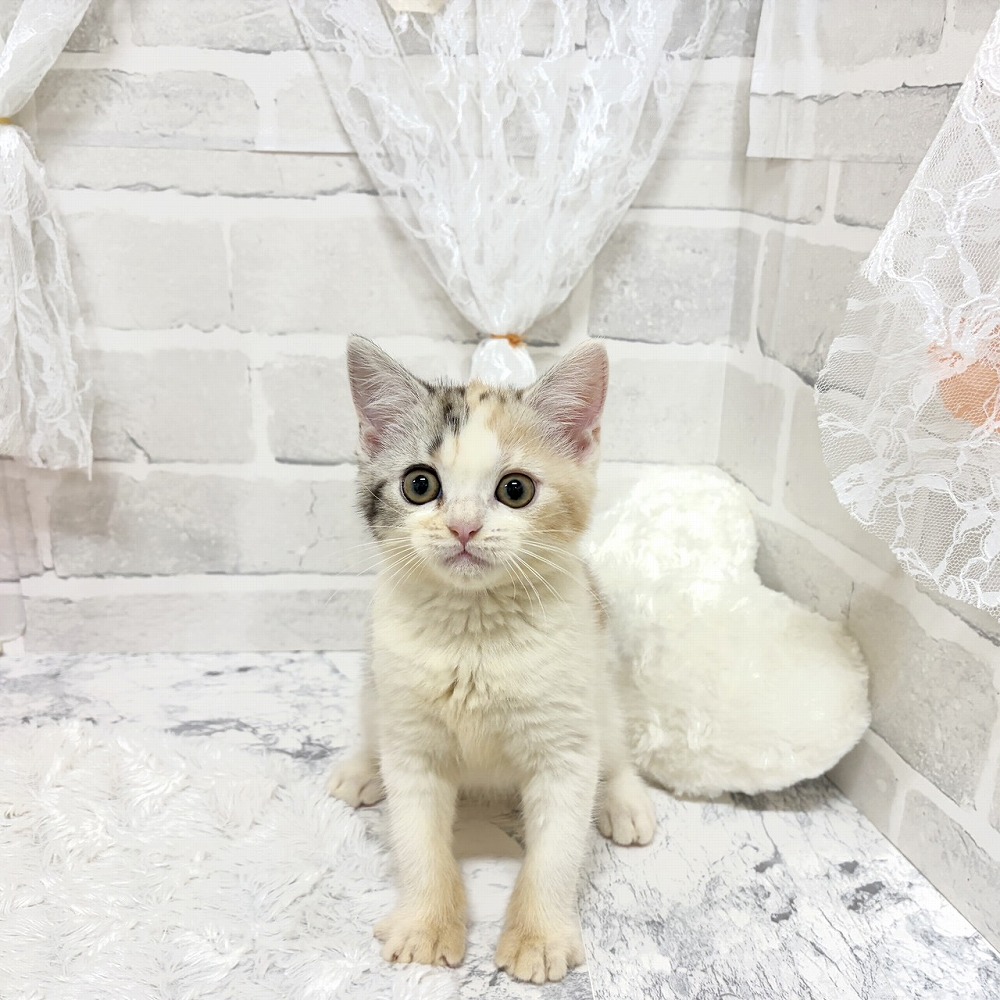 京都府のスコティッシュストレート (犬の家＆猫の里京都精華店/2026年8月8日生まれ/女の子/ブラウンパッチドタビーホワイト)の子猫の1枚目の画像