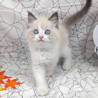 神奈川県のラグドール (犬の家＆猫の里小田原店/2026年8月9日生まれ/男の子/ブルーポイントバイカラー)の子猫の1枚目の画像