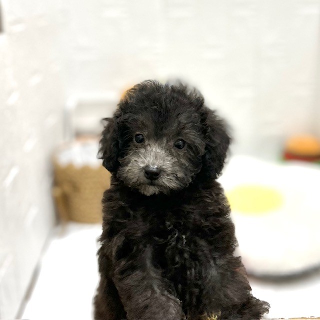 愛知県のトイプードル(トイ) (犬の家＆猫の里豊川インター店/2026年8月9日生まれ/男の子/シルバー)の子犬の1枚目の画像