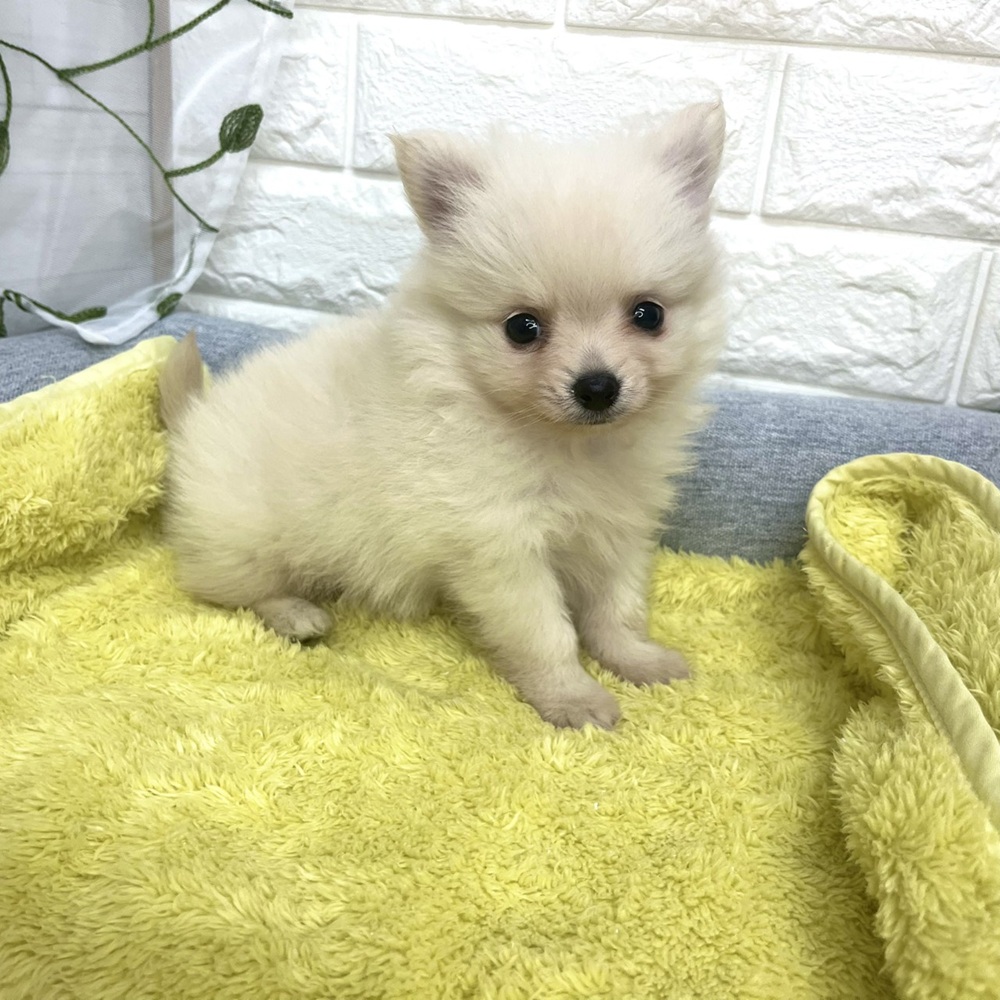 長野県のポメチワ/チワポメ/ポメチー(ポメラニアン×チワワ) (犬の家＆猫の里塩尻店/2026年8月11日生まれ/男の子/クリーム)の子犬の1枚目の画像