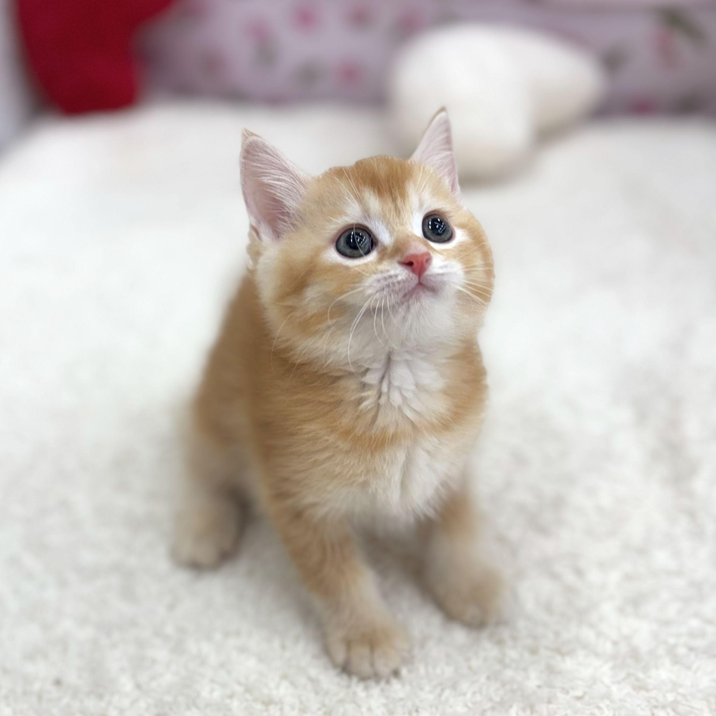 生体画像6