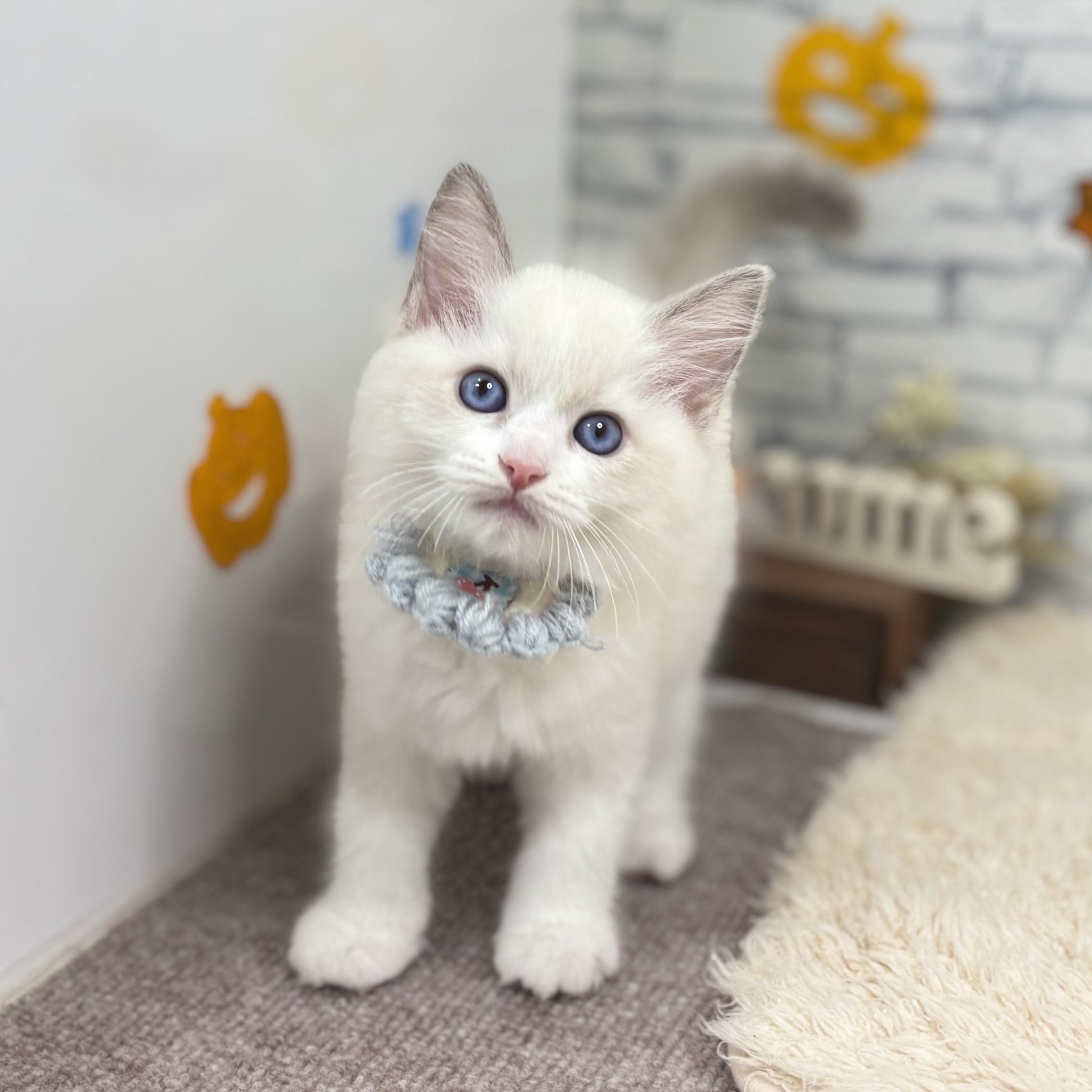 長野県のラグドール (犬の家＆猫の里長野店/2026年8月15日生まれ/男の子/ブルーポイントバイカラー)の子猫の1枚目の画像