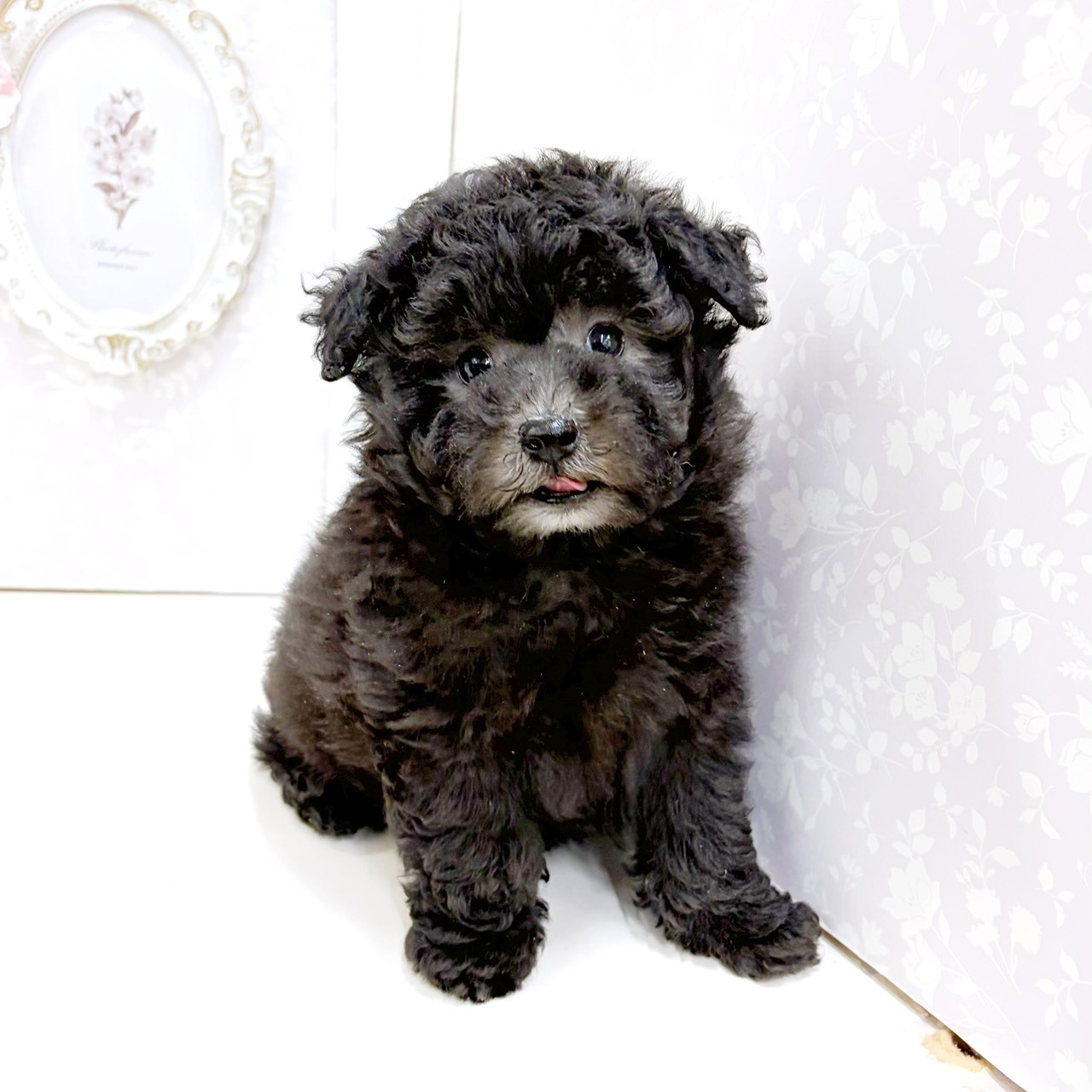 富山県のトイプードル(トイ) (犬の家＆猫の里アミーゴ高岡蓮花寺店/2026年8月15日生まれ/男の子/グレー)の子犬の1枚目の画像