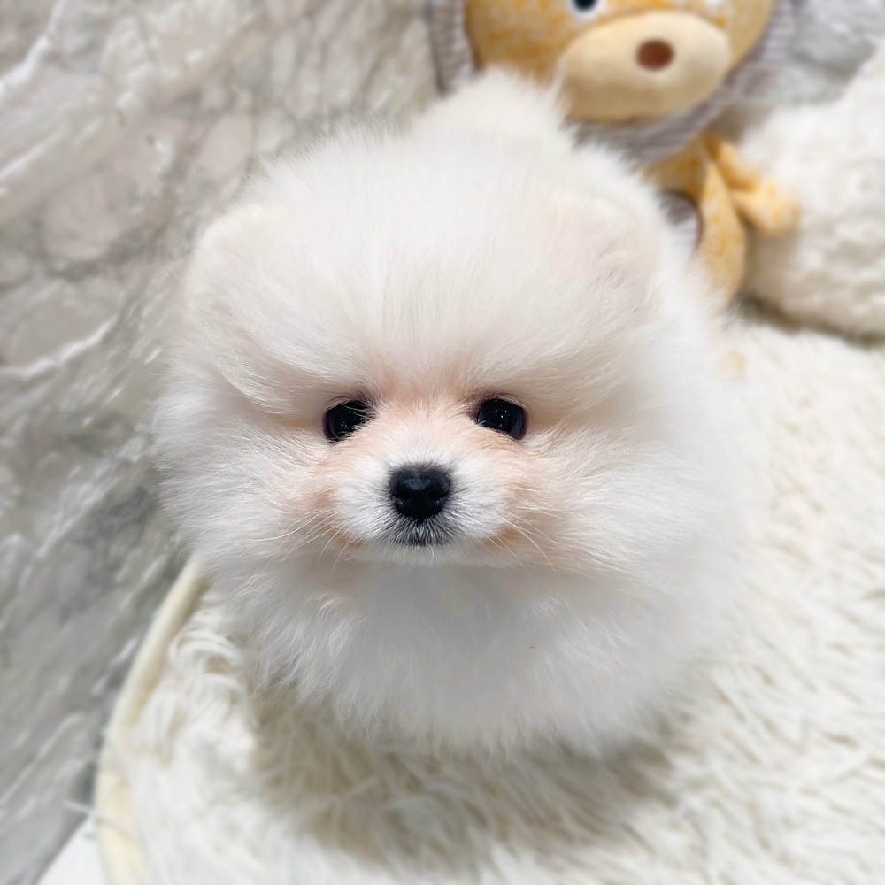 愛知県のポメラニアン (犬の家＆猫の里MiO香久山店/2026年8月15日生まれ/女の子/クリーム)の子犬の1枚目の画像