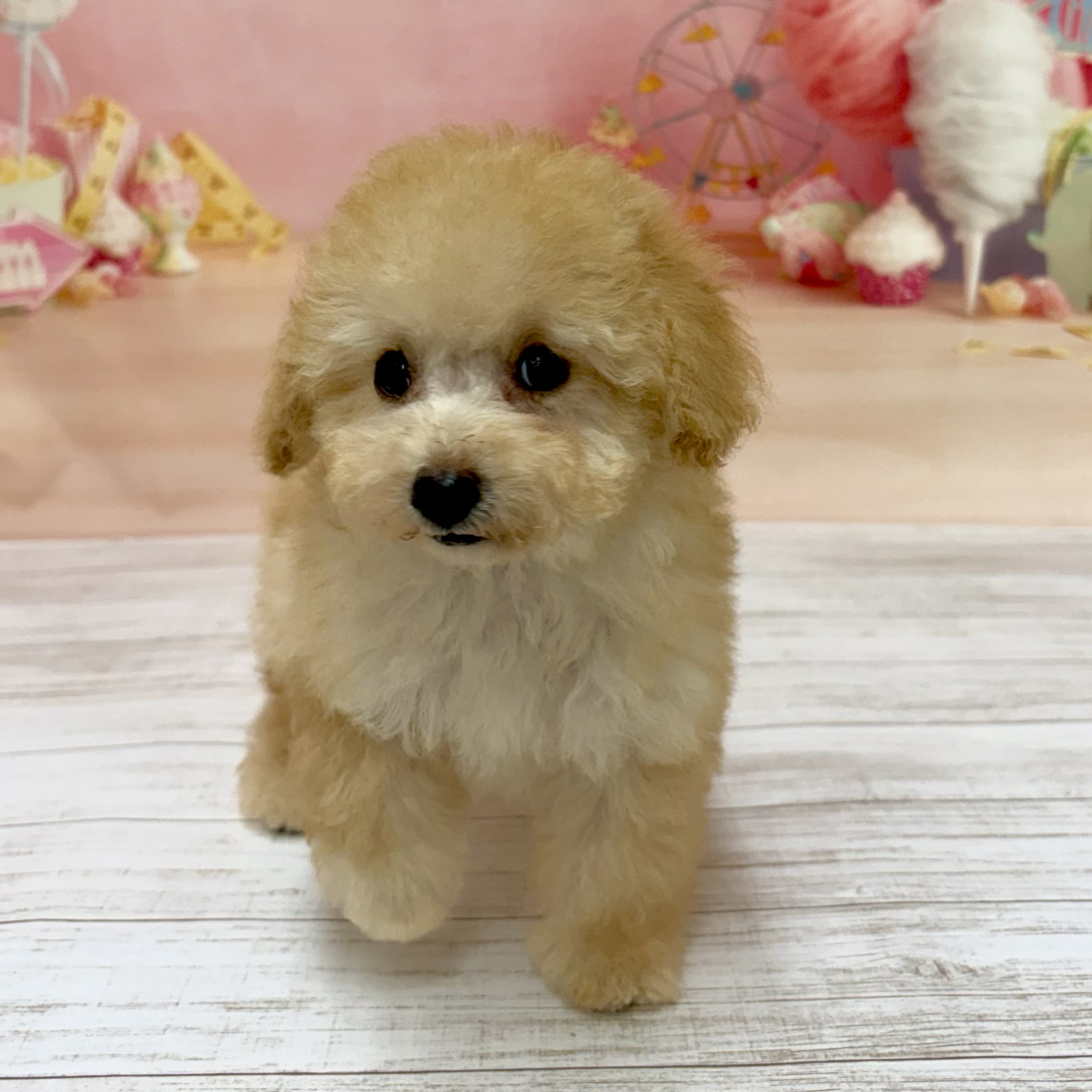 兵庫県のトイプードル(トイ) (犬の家＆猫の里尼崎店/2026年8月16日生まれ/女の子/ペールフォーン)の子犬の1枚目の画像
