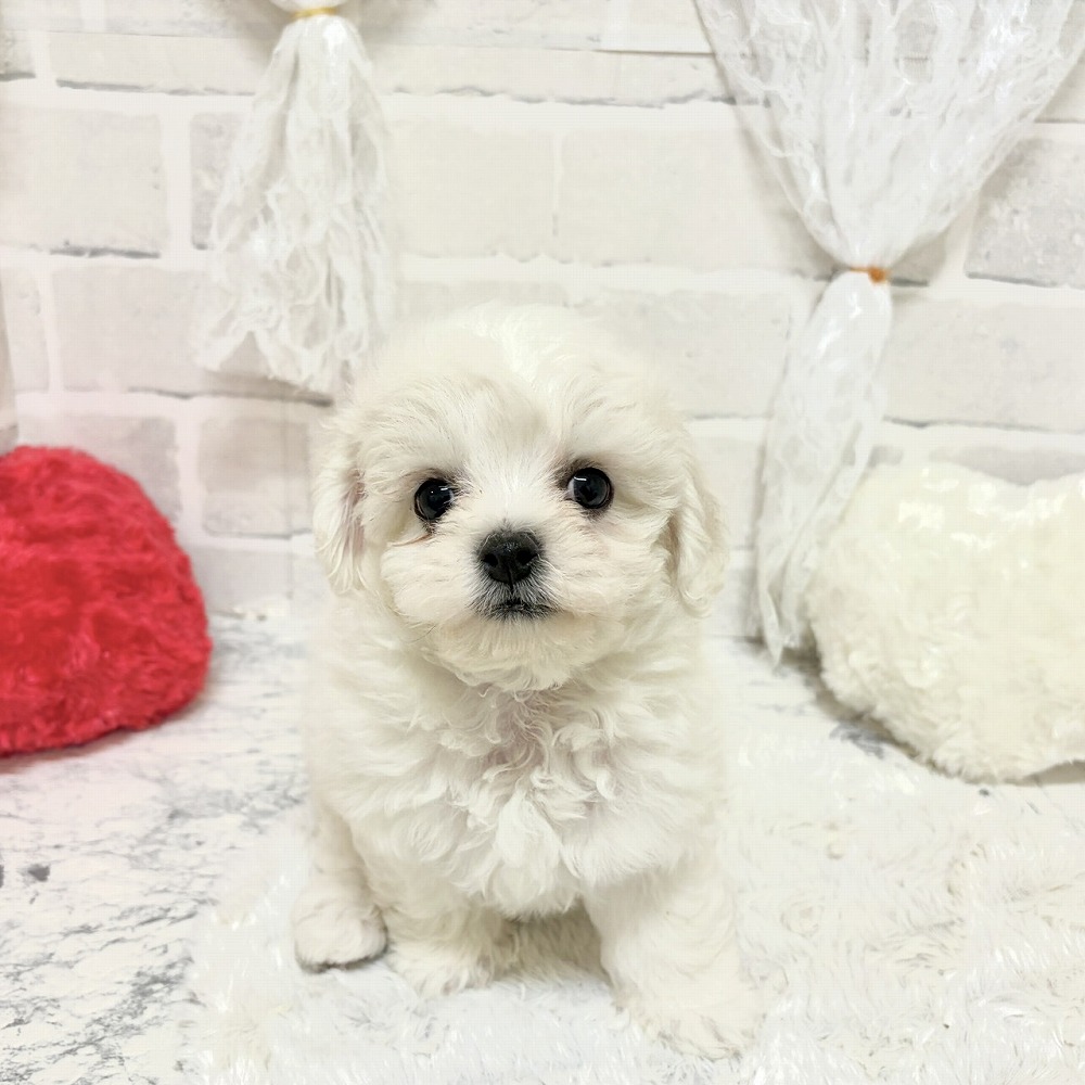 京都府のビションフリーゼ (犬の家＆猫の里京都精華店/2026年8月16日生まれ/女の子/ホワイト)の子犬の1枚目の画像