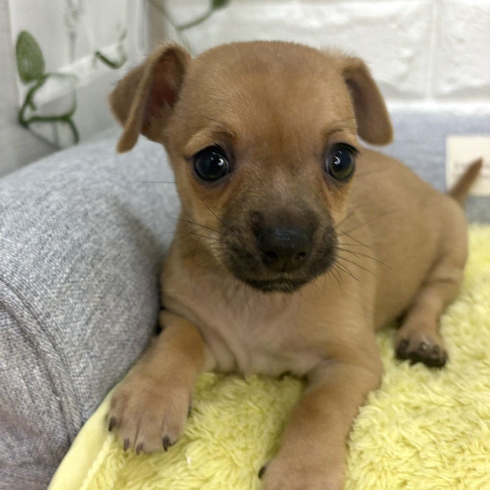 長野県のチワピン(チワワ×ミニチュアピンシャー) (犬の家＆猫の里塩尻店/2026年8月18日生まれ/男の子/フォーン)の子犬の1枚目の画像
