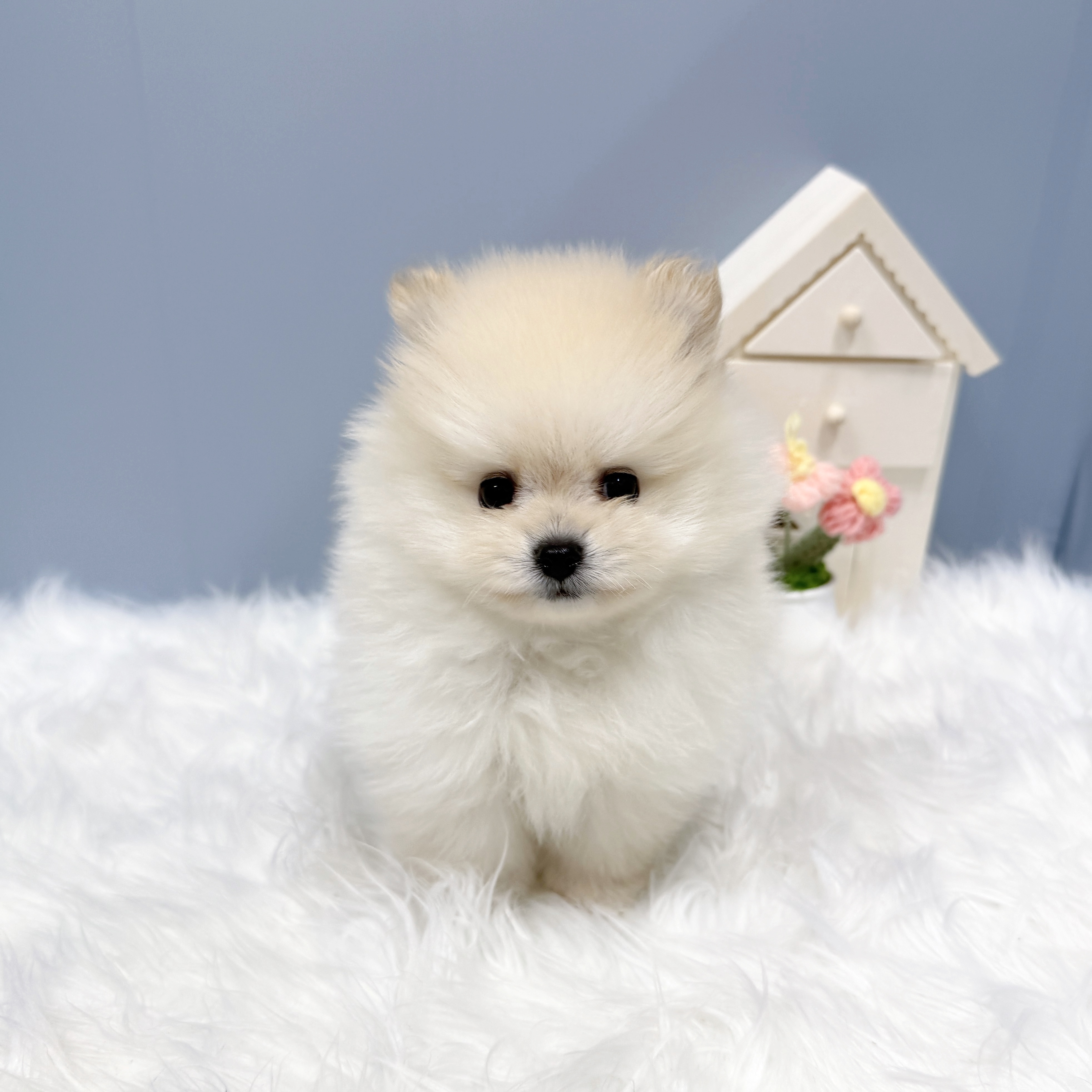 愛知県のポメラニアン (犬の家＆猫の里岡崎店/2026年8月17日生まれ/男の子/クリーム)の子犬の1枚目の画像