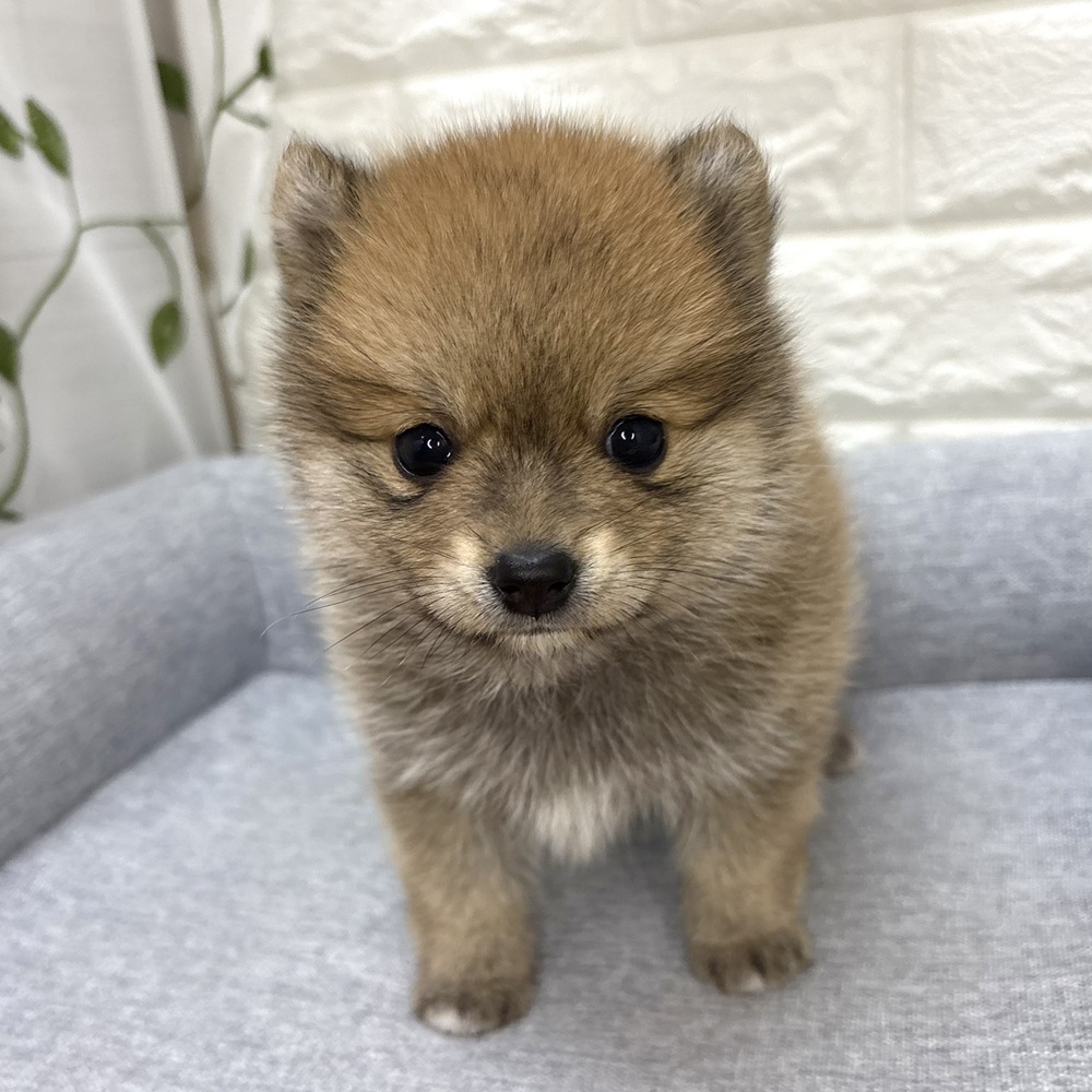 長野県のポメ柴/豆ポメ/ポメ豆柴(ポメラニアン×柴犬) (犬の家＆猫の里塩尻店/2026年8月18日生まれ/女の子/赤)の子犬の1枚目の画像