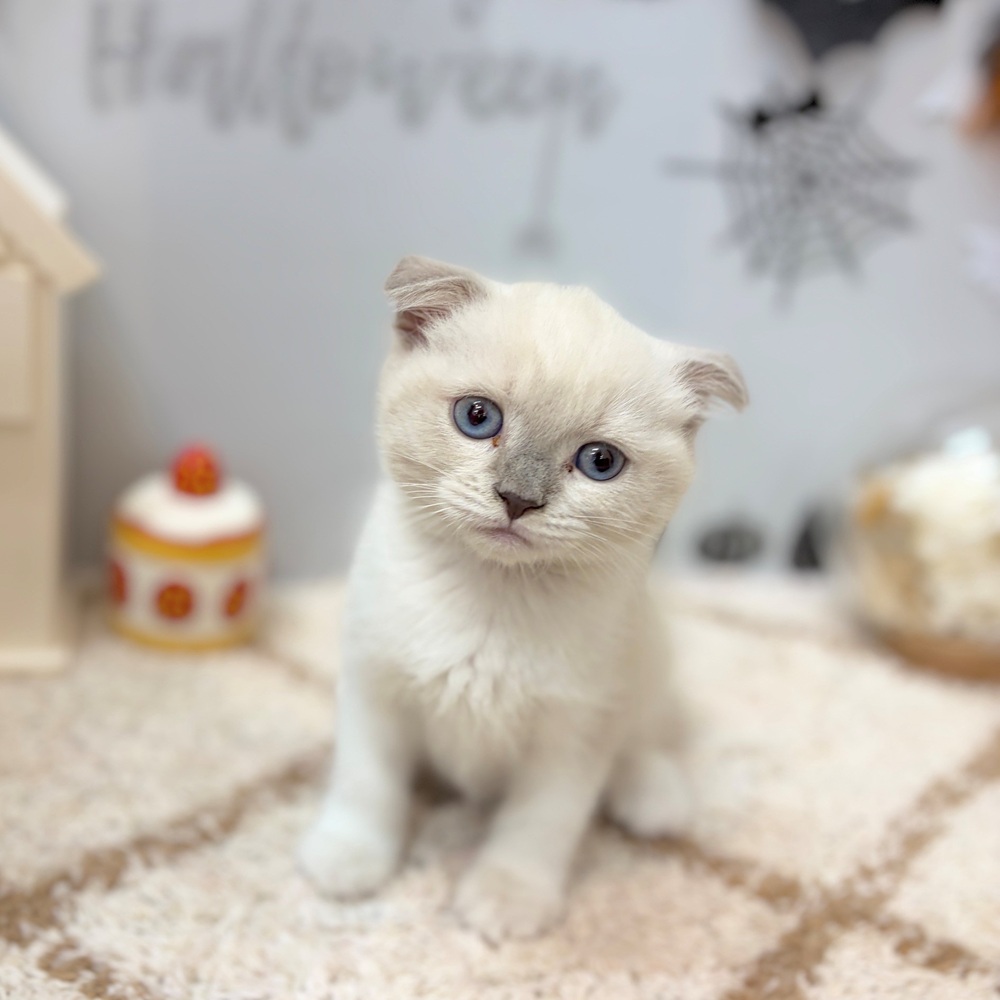 静岡県のスコティッシュフォールド (犬の家＆猫の里プレ葉ウォーク浜北店/2026年8月22日生まれ/女の子/ブルーリンクスポイントホワイト)の子猫の1枚目の画像
