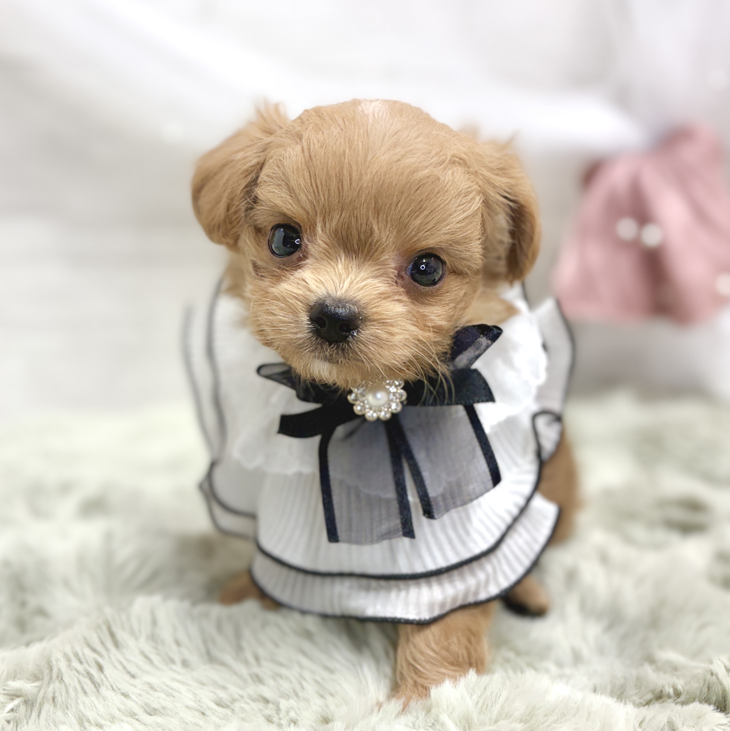 ハーフ犬女の子の写真