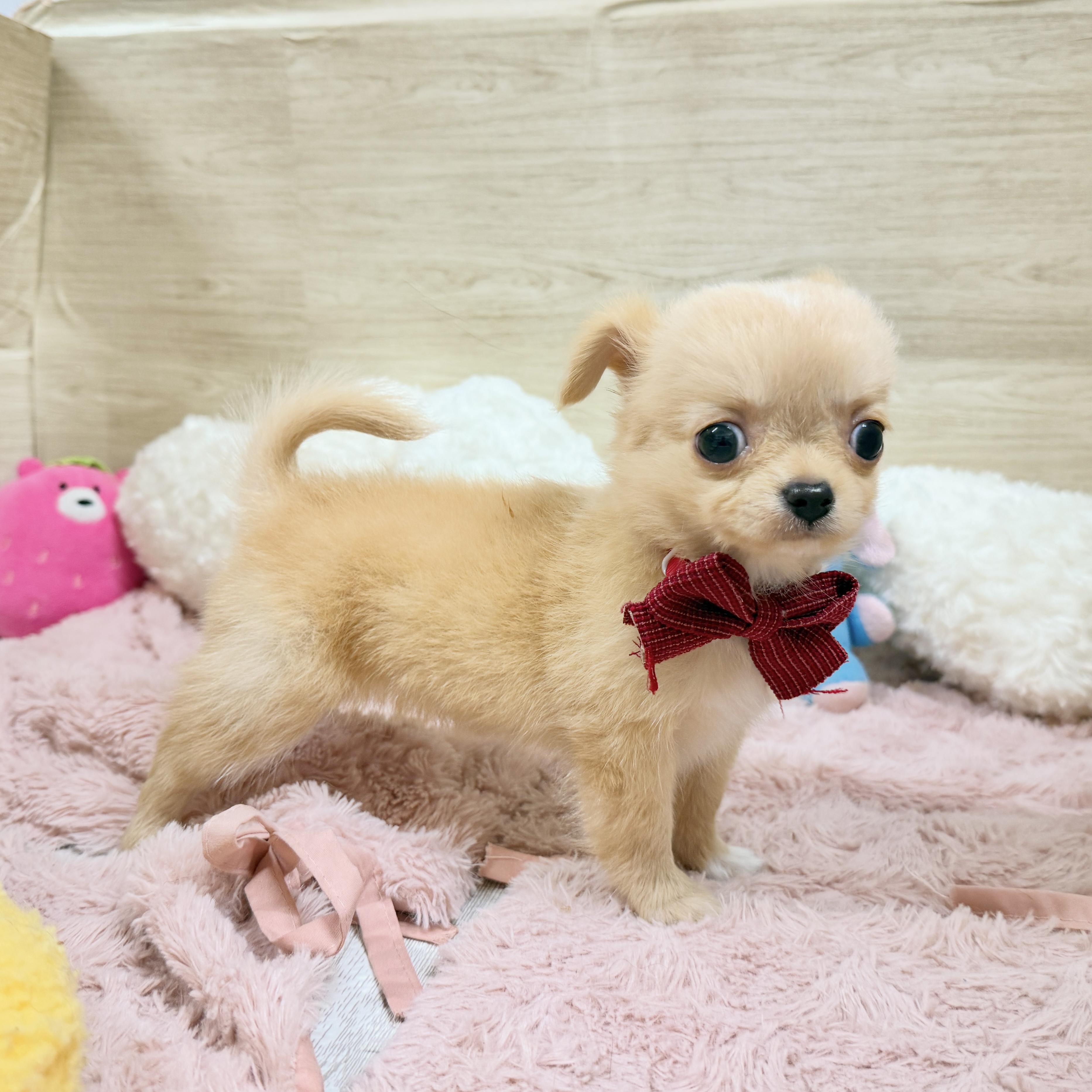大阪府のチワワ(ロング) (犬の家＆猫の里そよら東岸和田店/2026年8月27日生まれ/女の子/クリーム)の子犬の1枚目の画像