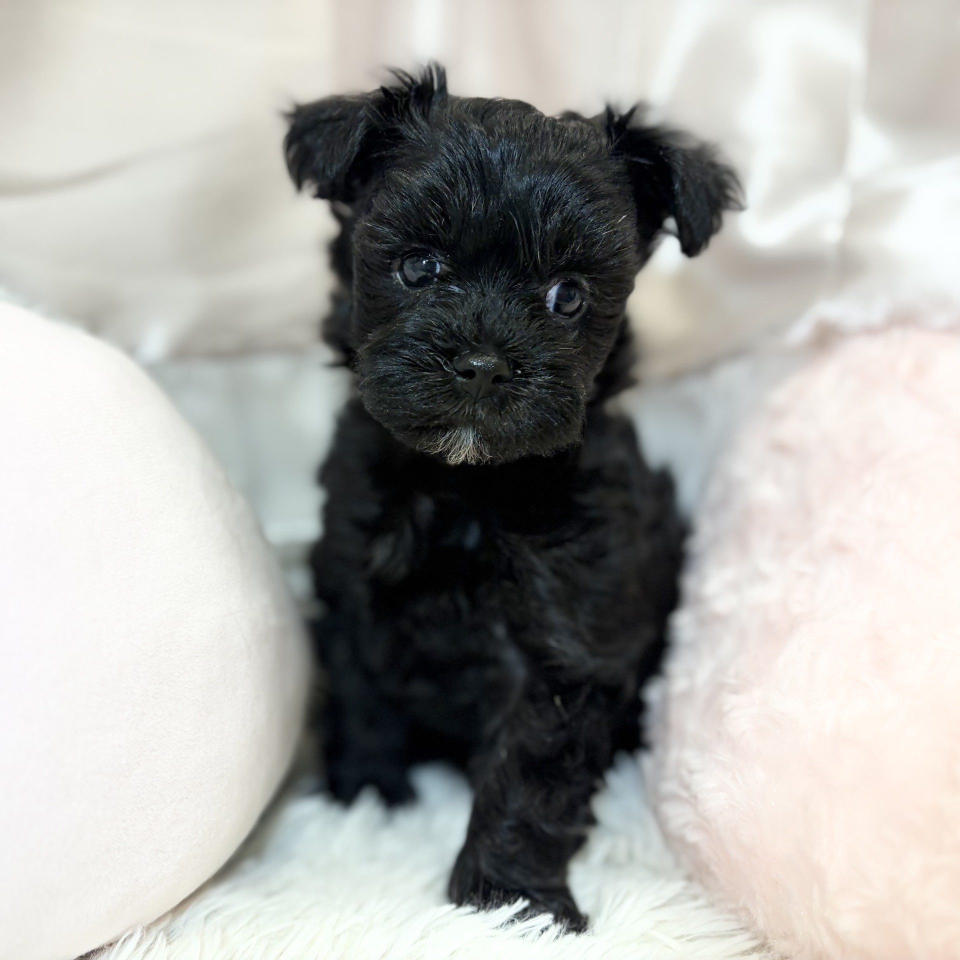 兵庫県のマルプー(マルチーズ×プードル) (犬の家＆猫の里カナート西神戸店/2026年8月26日生まれ/女の子/ブラック)の子犬の1枚目の画像