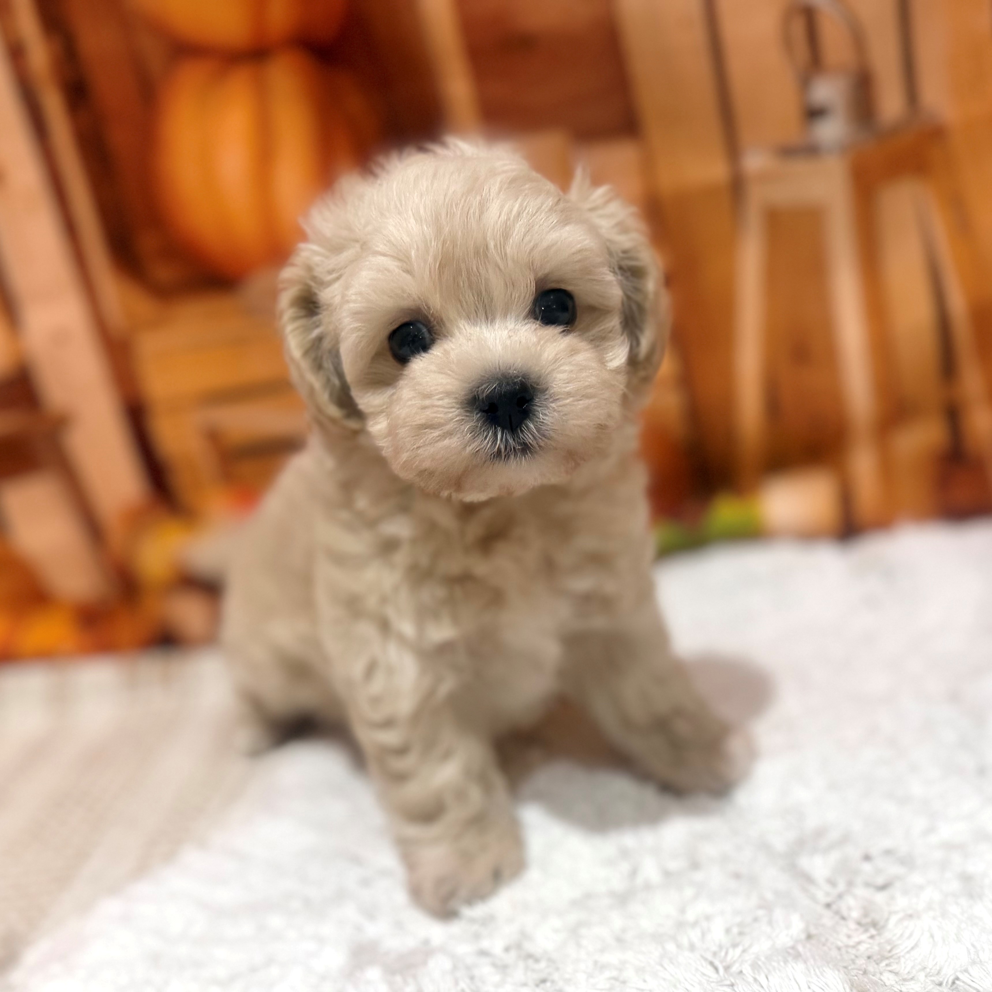 ハーフ犬男の子の写真