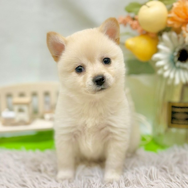 静岡県のポメ柴/豆ポメ/ポメ豆柴(ポメラニアン×柴犬) (犬の家＆猫の里藤枝店/2026年8月26日生まれ/女の子/白)の子犬の1枚目の画像