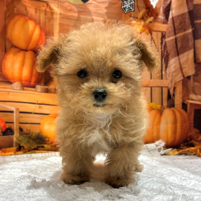 ハーフ犬女の子の写真