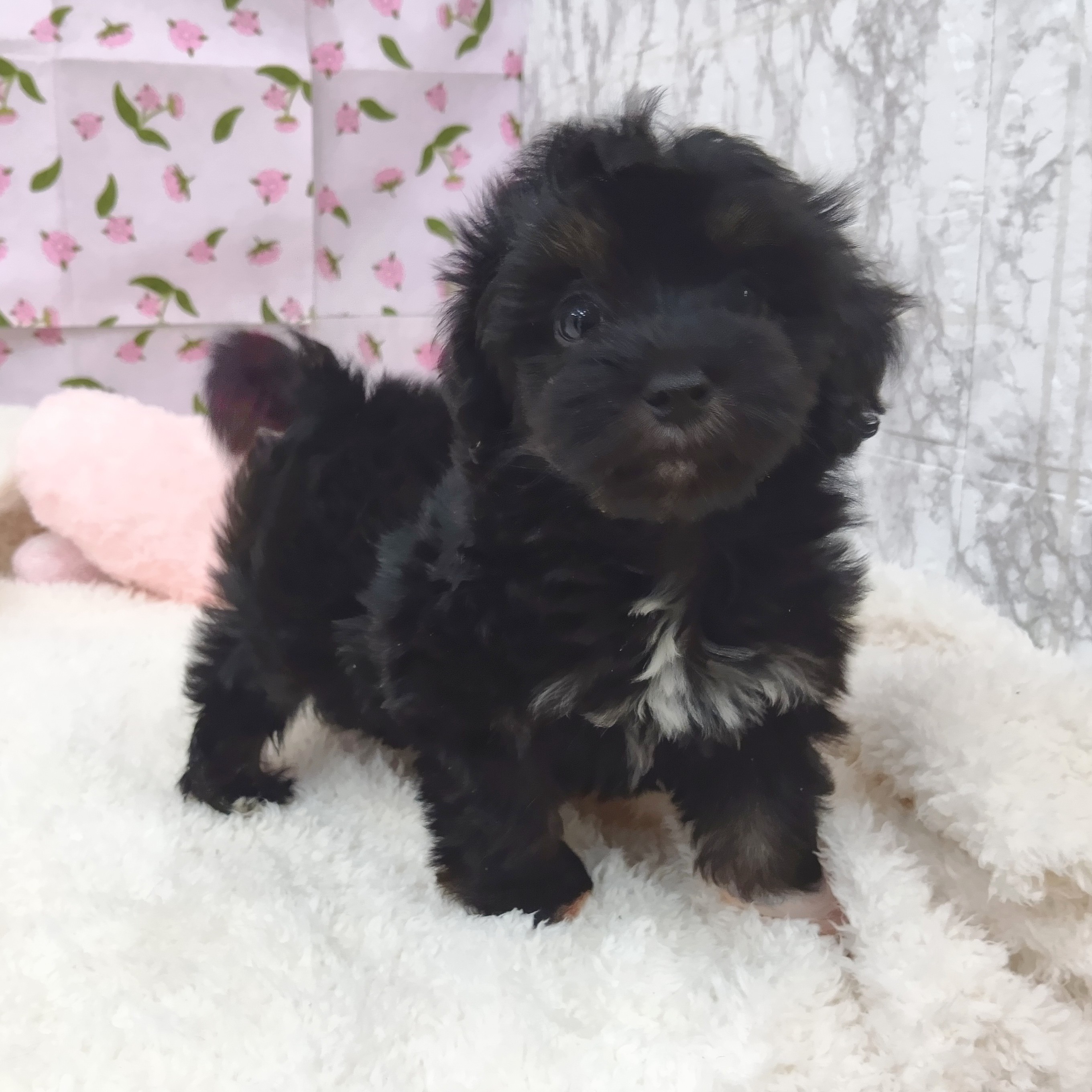 ハーフ犬男の子の写真