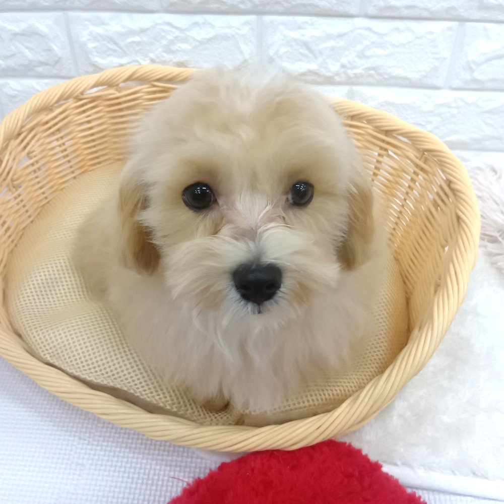 愛知県のマルプー(マルチーズ×プードル) (犬の家＆猫の里MEGAドン・キホーテ東海名和店/2025年12月17日生まれ/男の子/クリームホワイト)の子犬の1枚目の画像