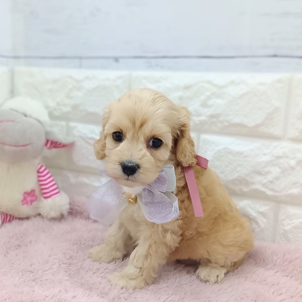静岡県のコッカプー(アメリカンコッカースパニエル×プードル) (犬の家＆猫の里アミーゴ浜松和田店/2026年4月12日生まれ/女の子/バフ)の子犬の1枚目の画像